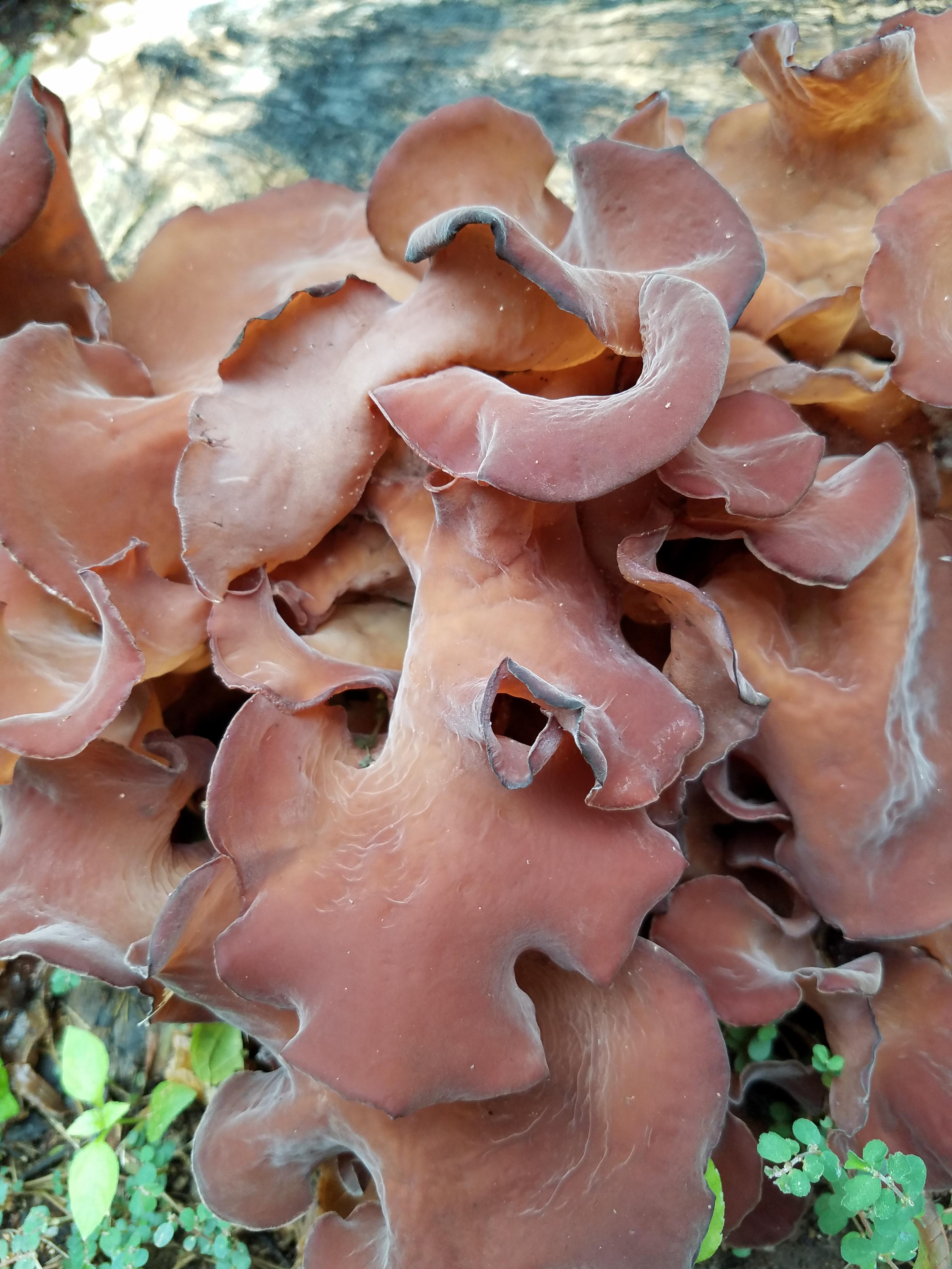 Is it too late for another fungus pic? r/pics