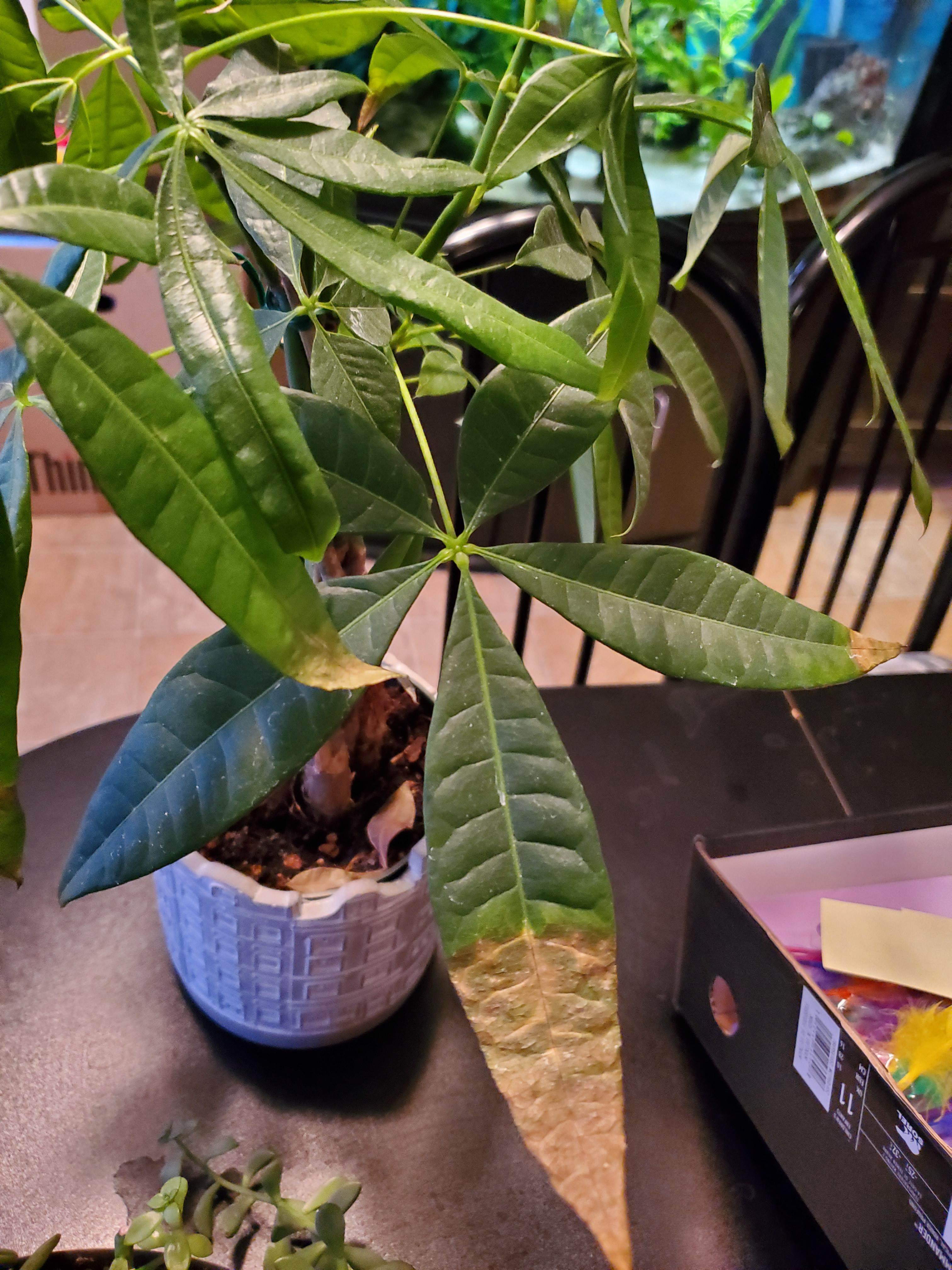 What's wrong with my moneytree plant? r/plantclinic