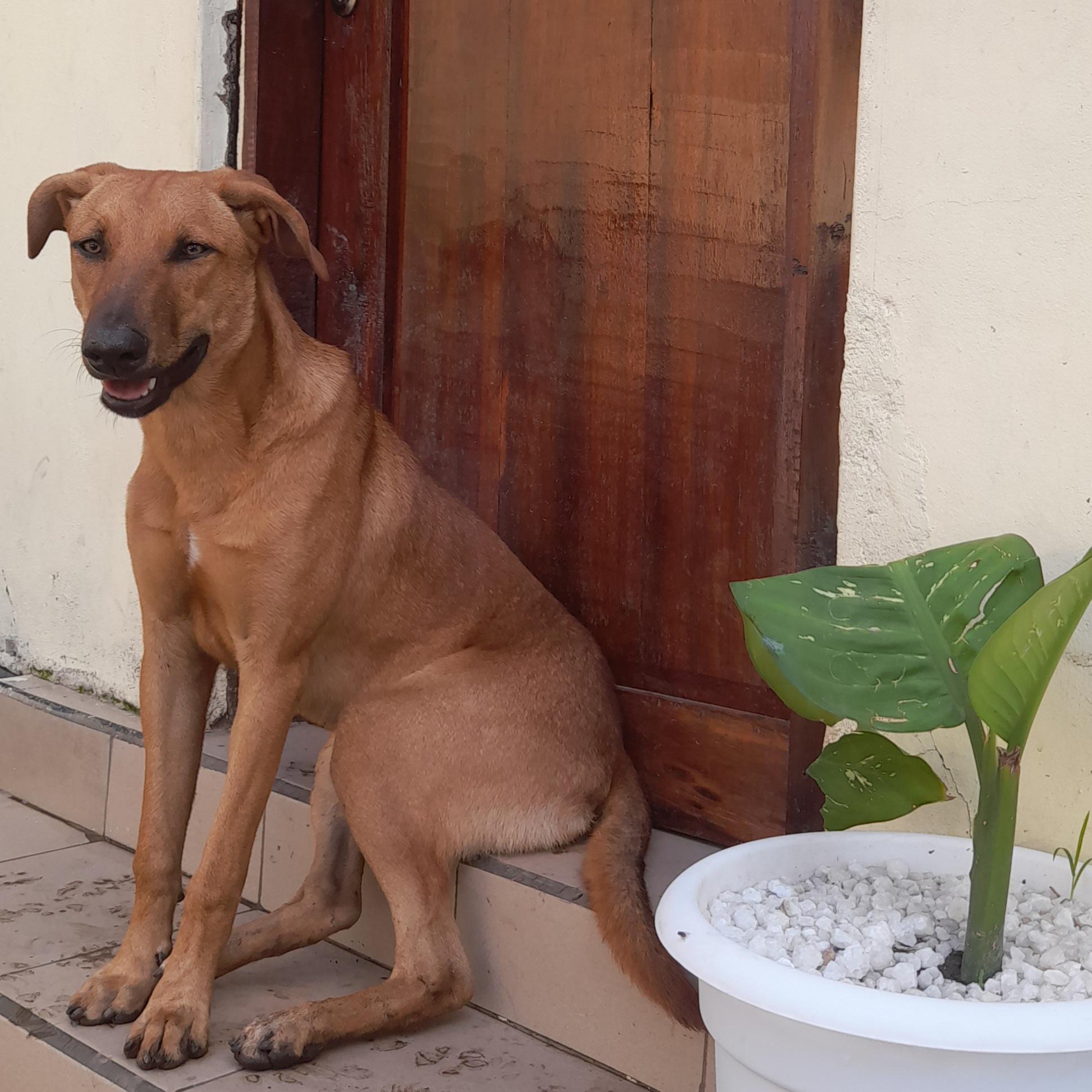 Small head, big body. Weird body proportions. IDmydog