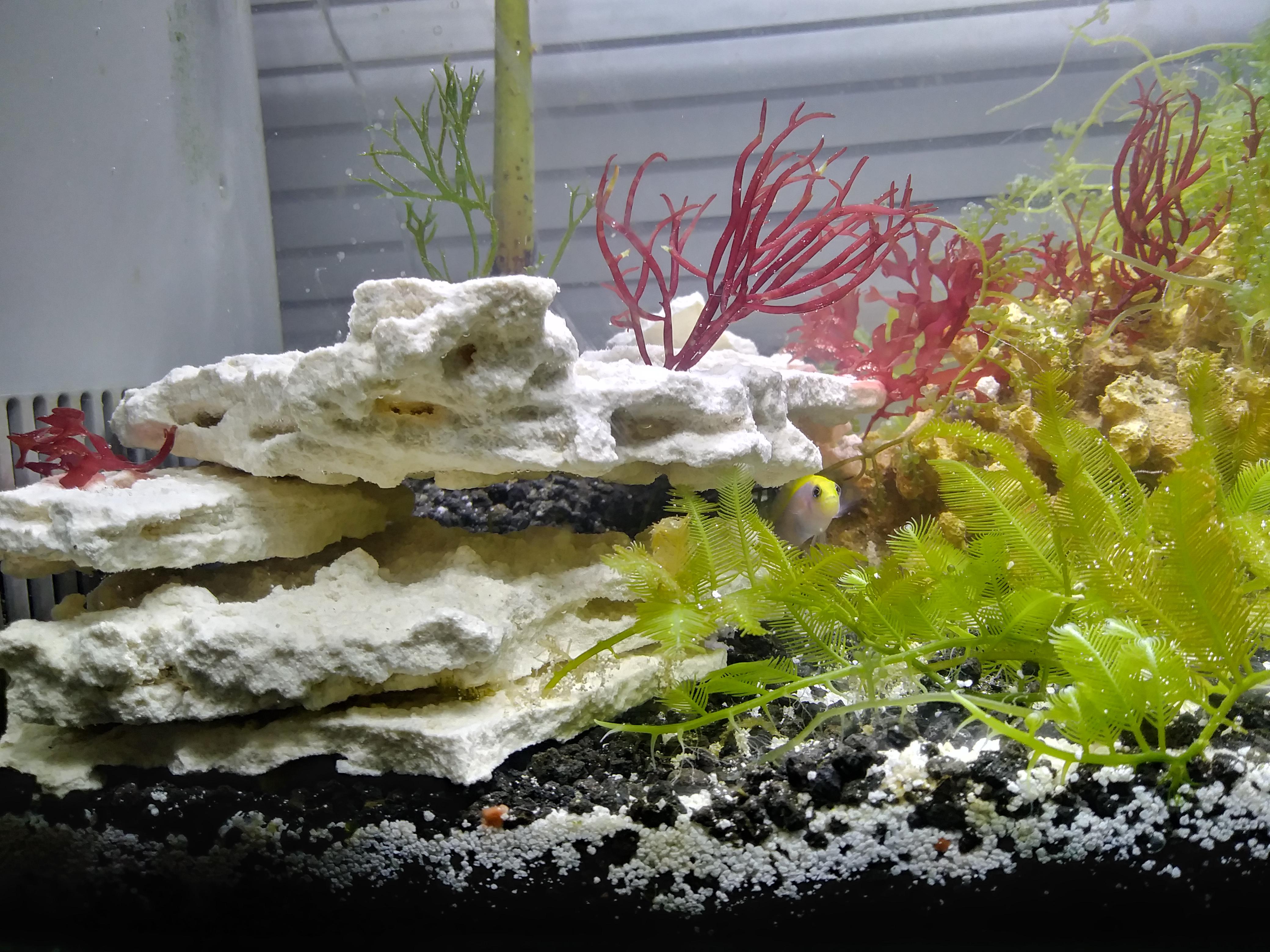 Macro algae aquarium (new dottyback) r/ReefTank
