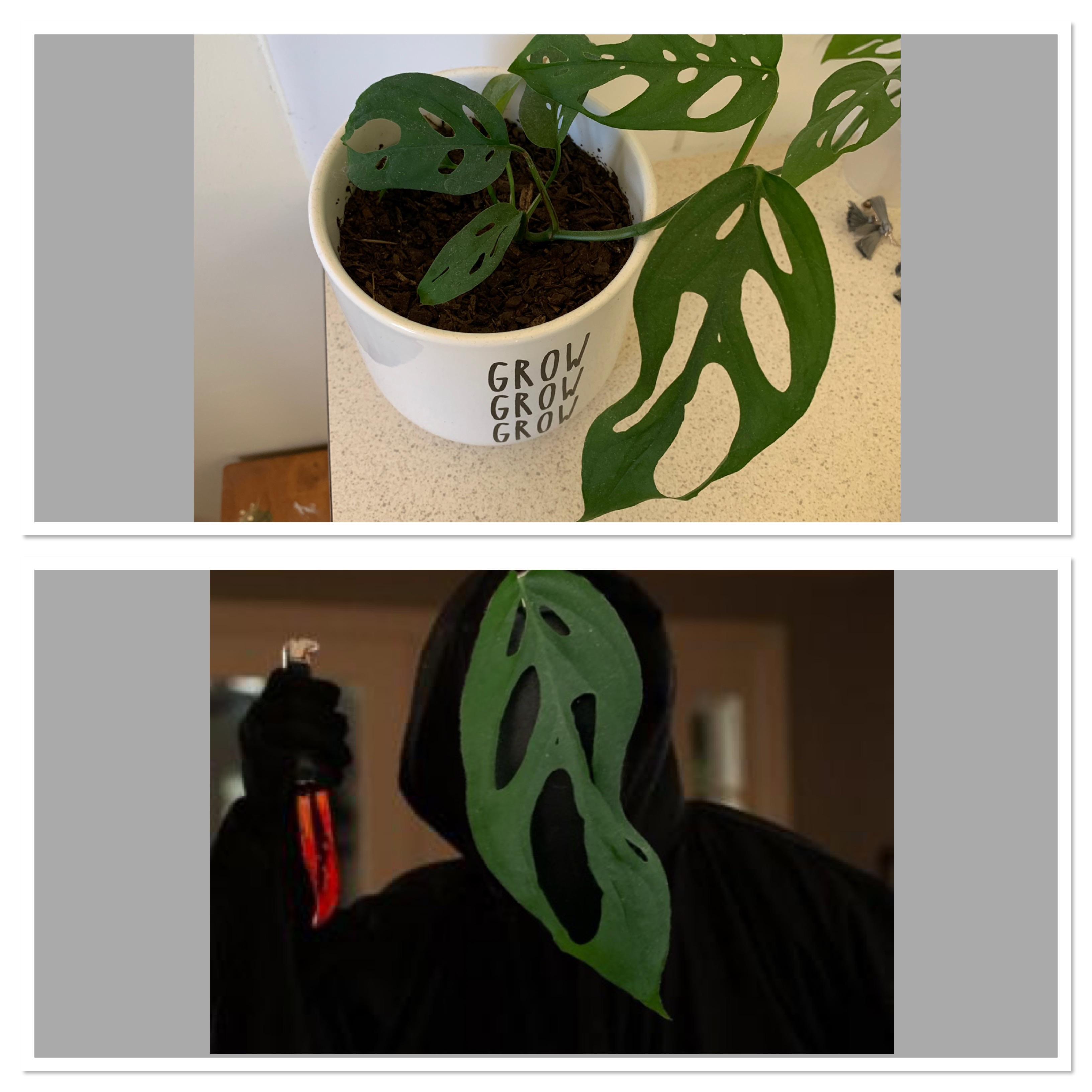 So realised my Swiss Cheese plant looks like the creepy mask from the