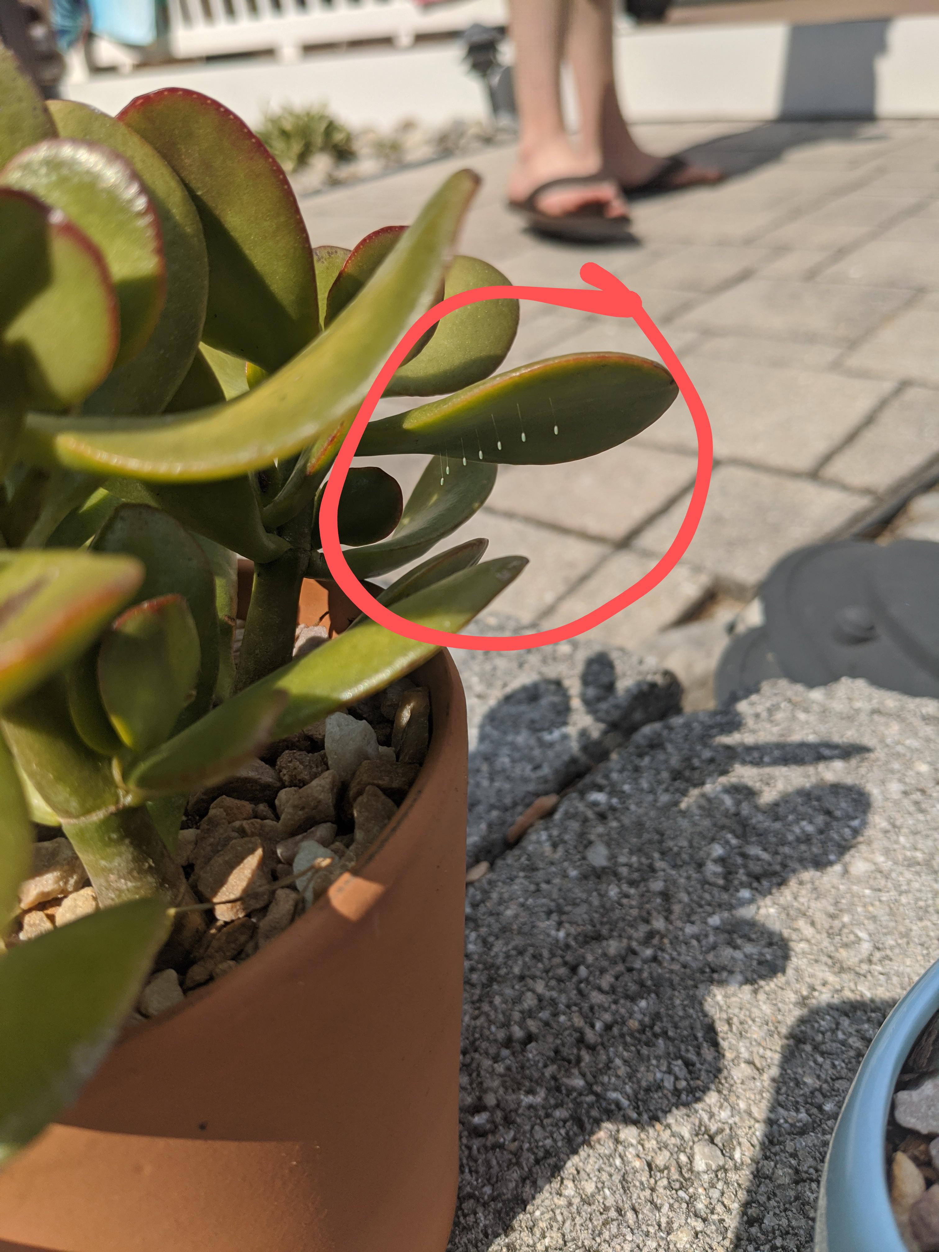 Any idea what's hanging off my jade plant? I'm assuming