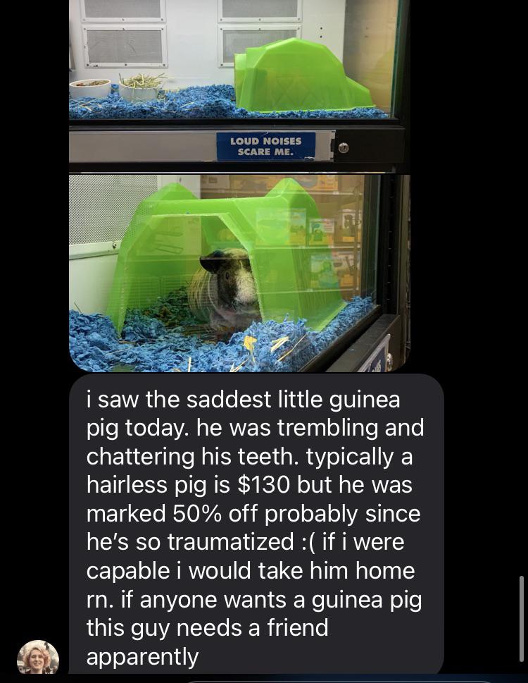 This poor guinea pig at the Layton petco needs help if anyone has the