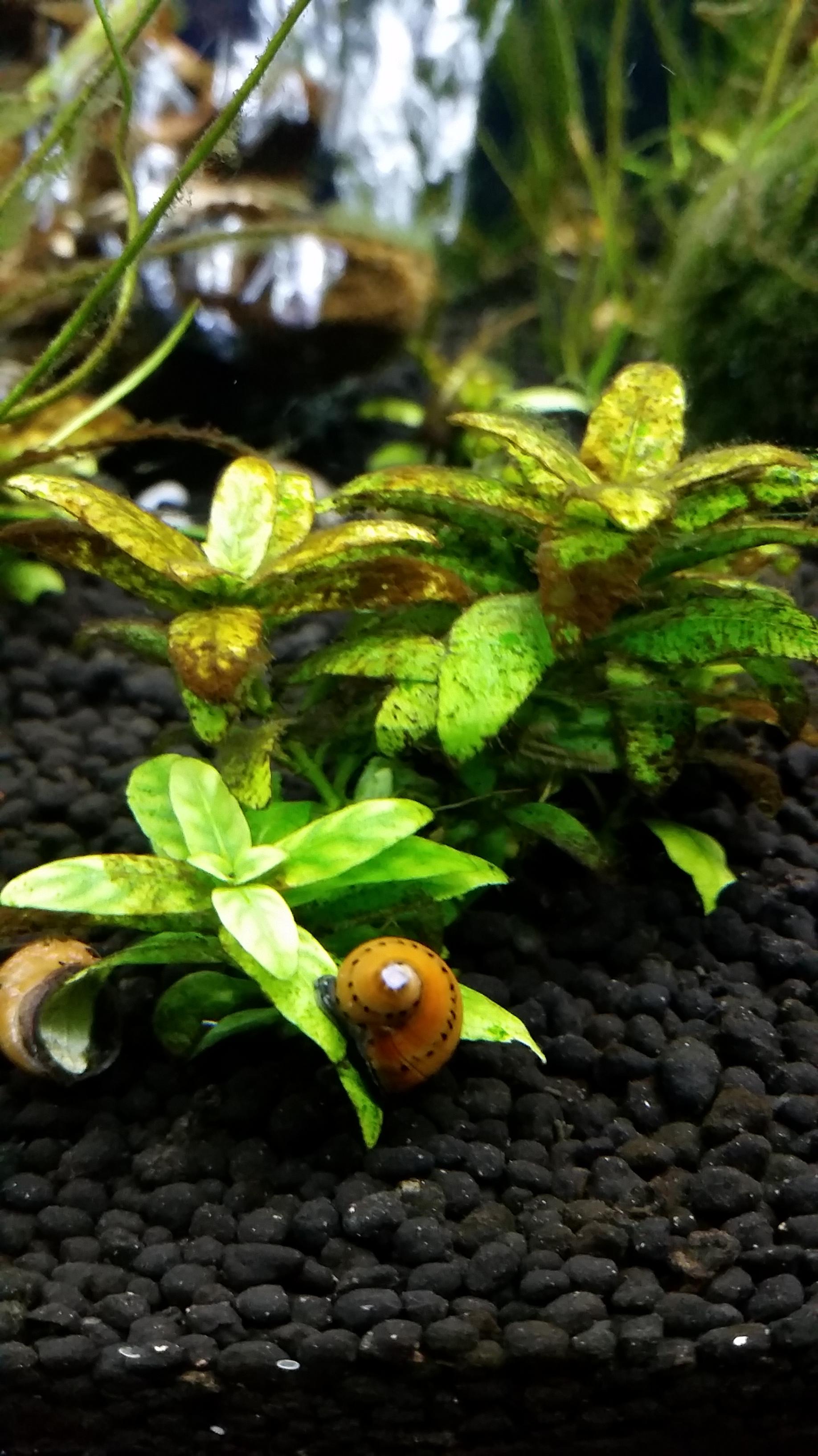 This is why I love Nerite snails. The plant they are on looked like the