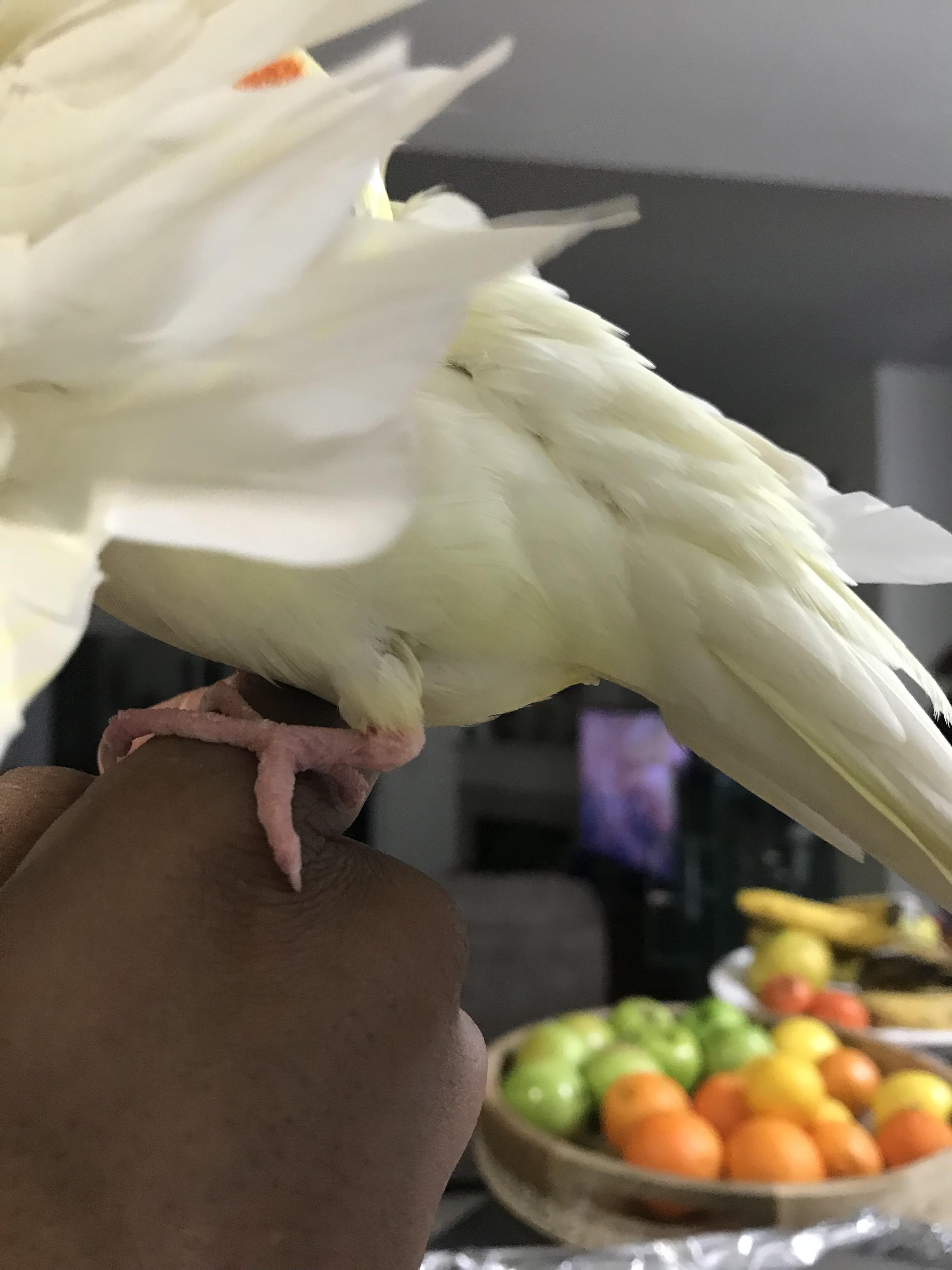 My bird doesn’t seem to be in any pain but there’s a swollen lump in