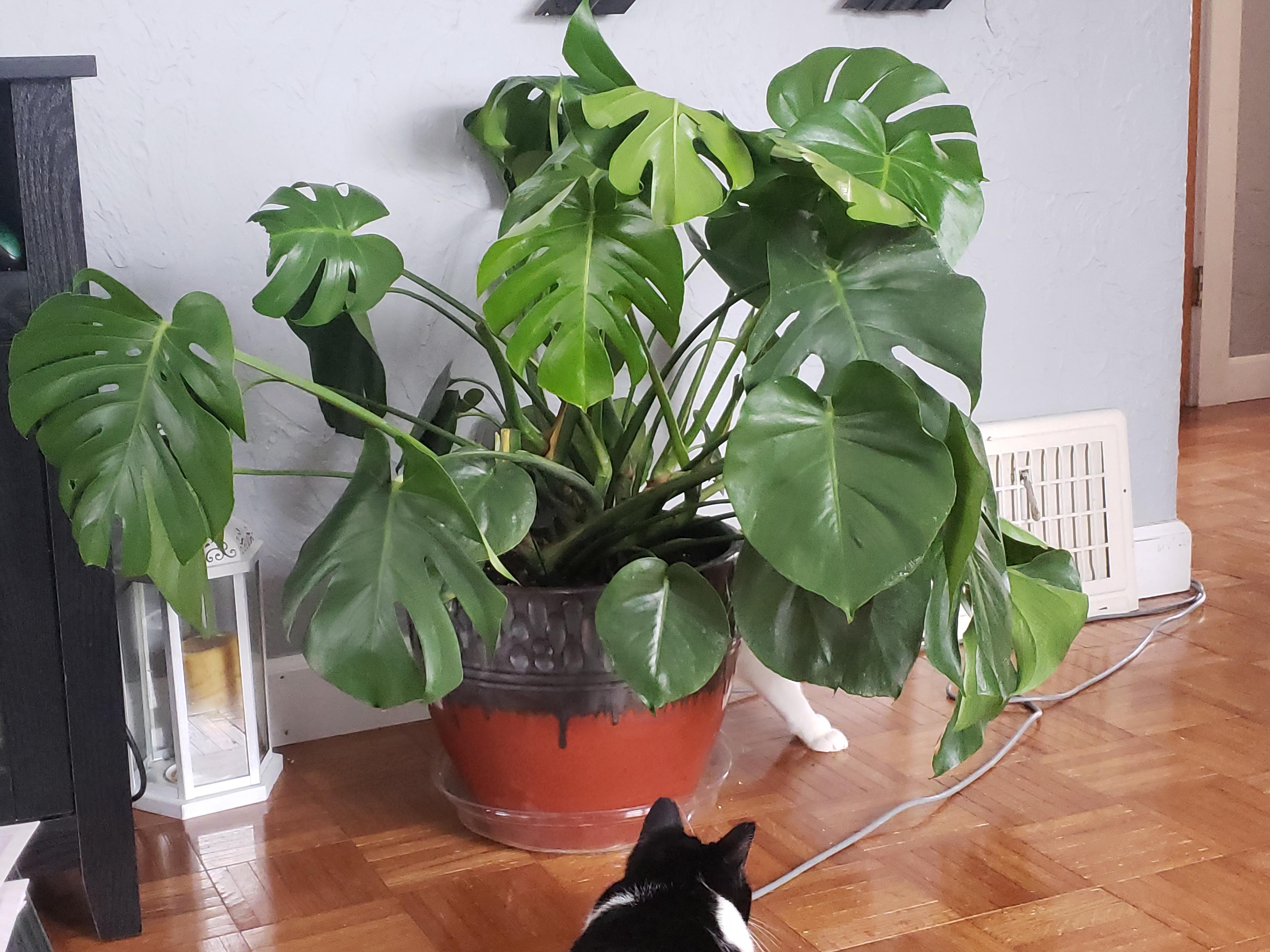 Slowly assimilating my plants to my girlfriend's house