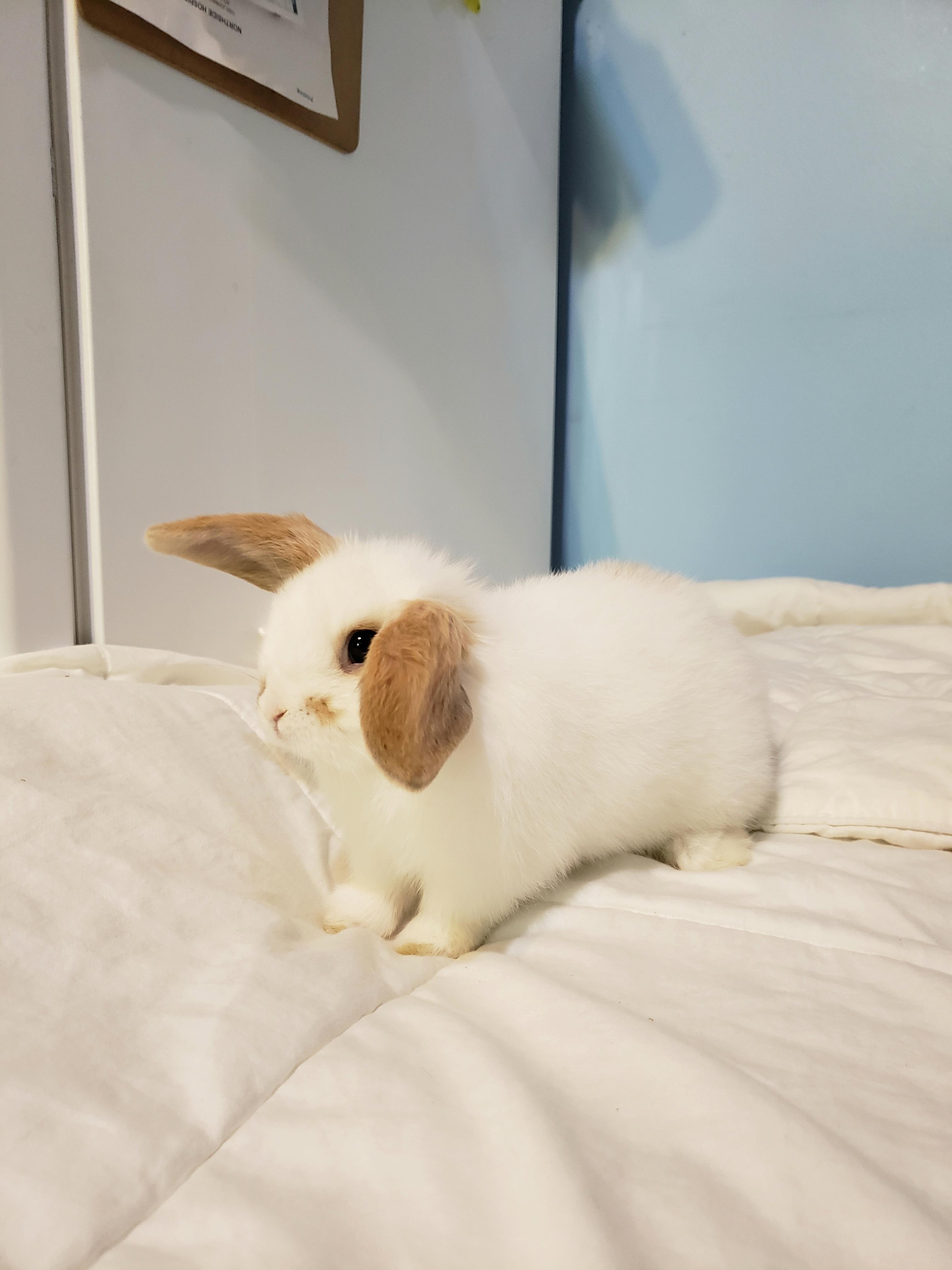 I'm 3 months old today! r/Rabbits