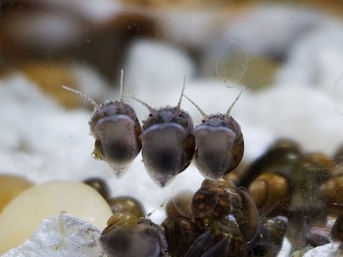 My baby mystery snails are growing 🥺 look how cute they are! r/AquaticSnails