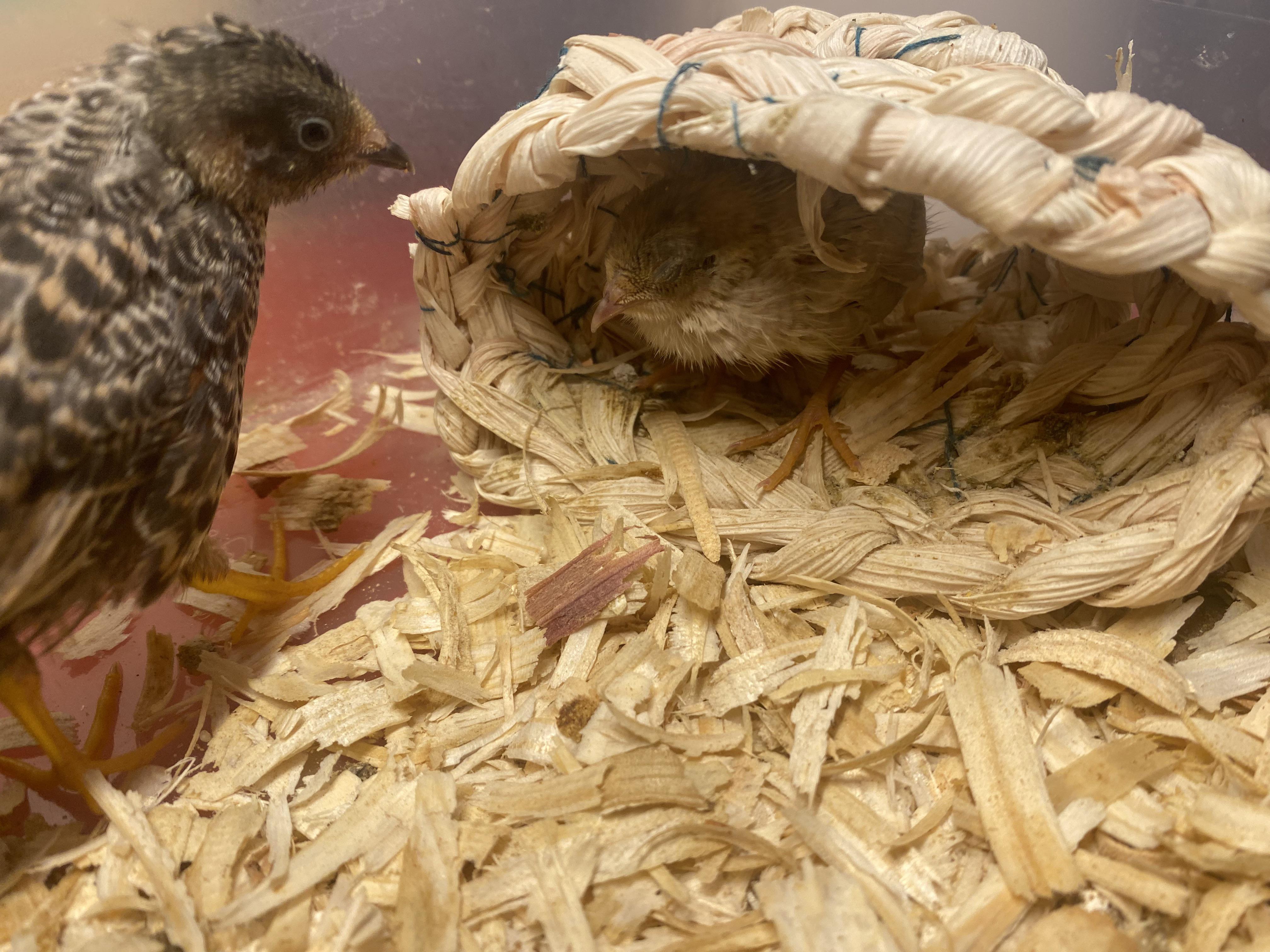 can anyone tell me what type (or if it even is) of quails these are r