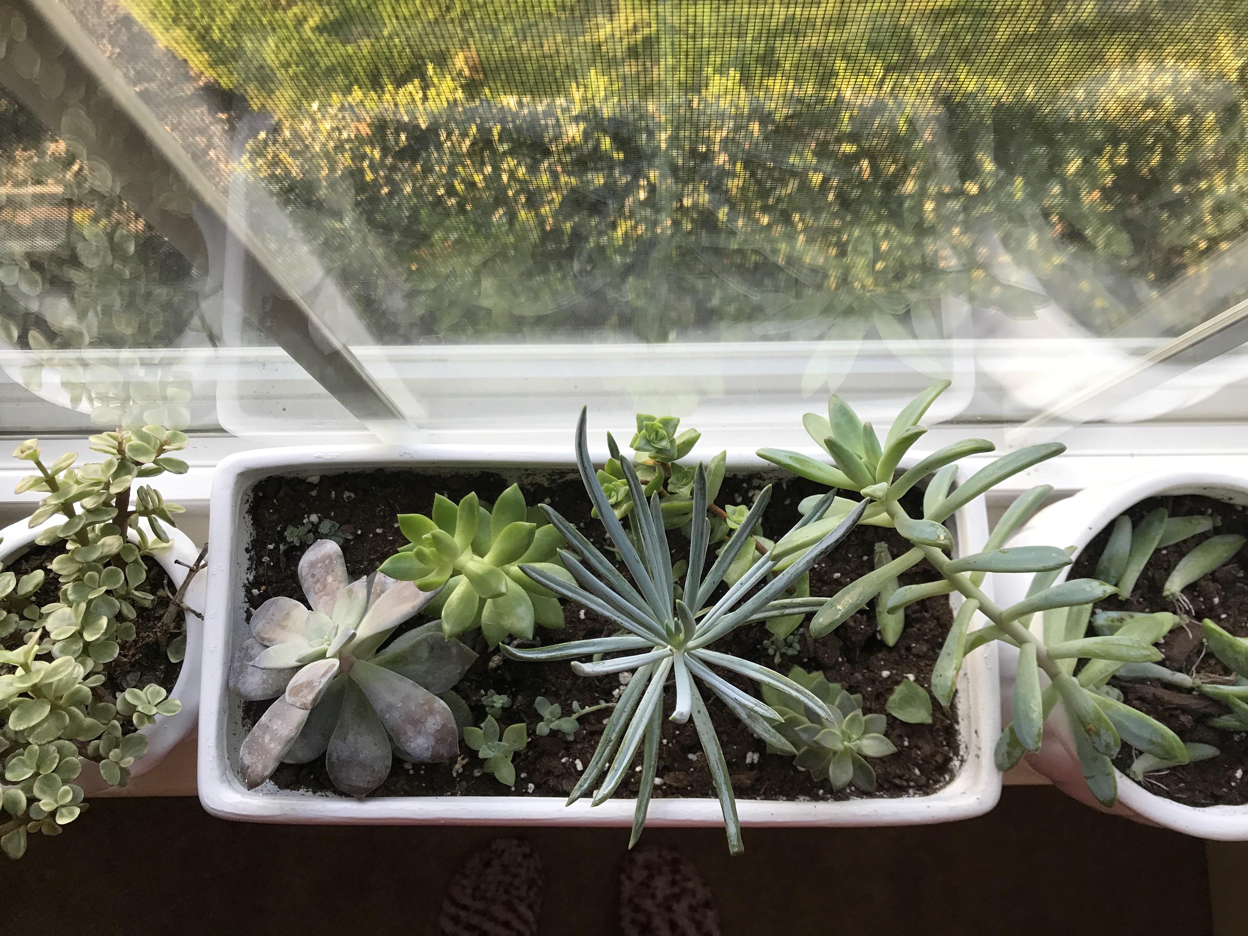 Happy little family 🌱 succulents