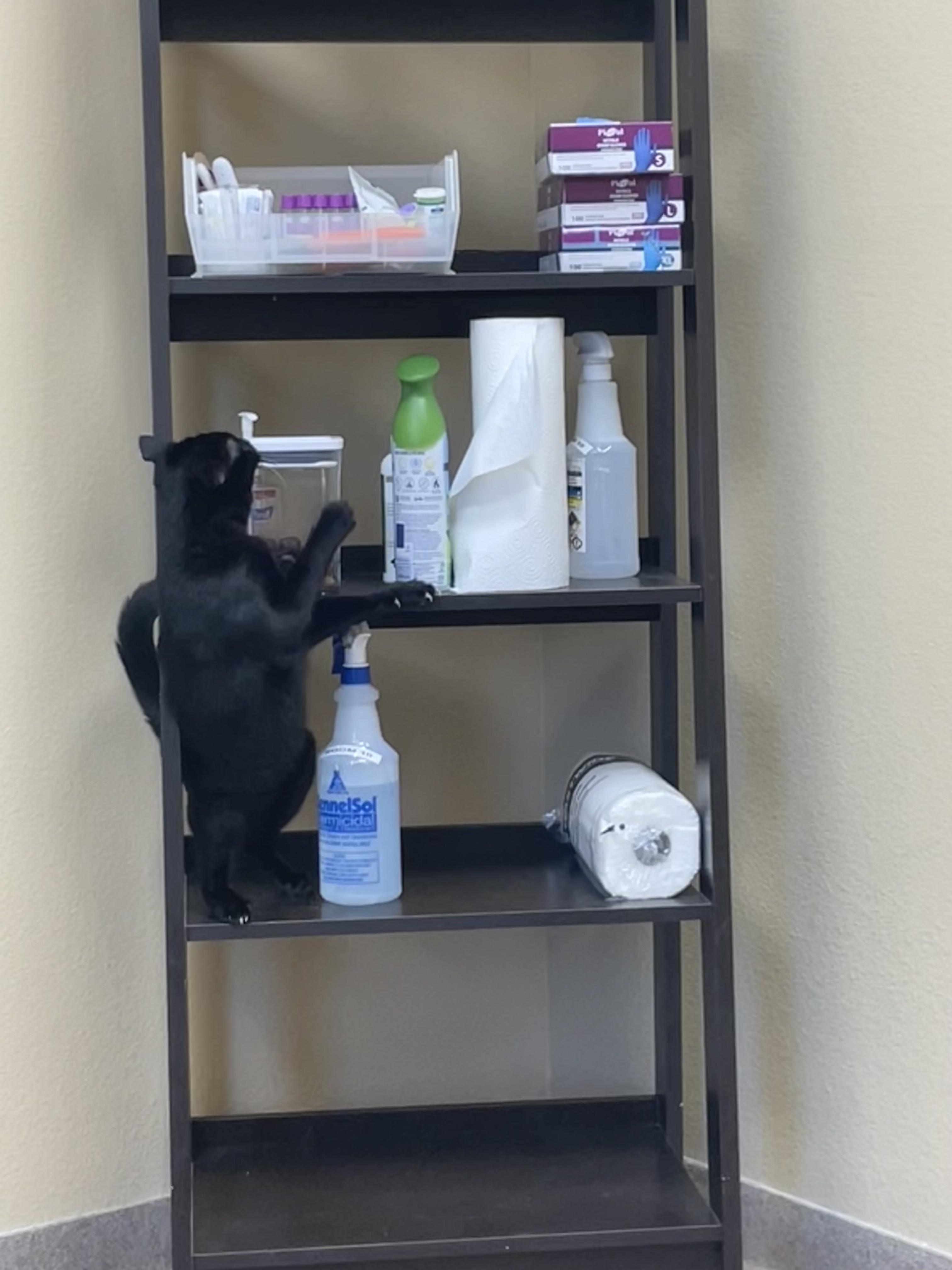 Cats Are Assholes here's the proof