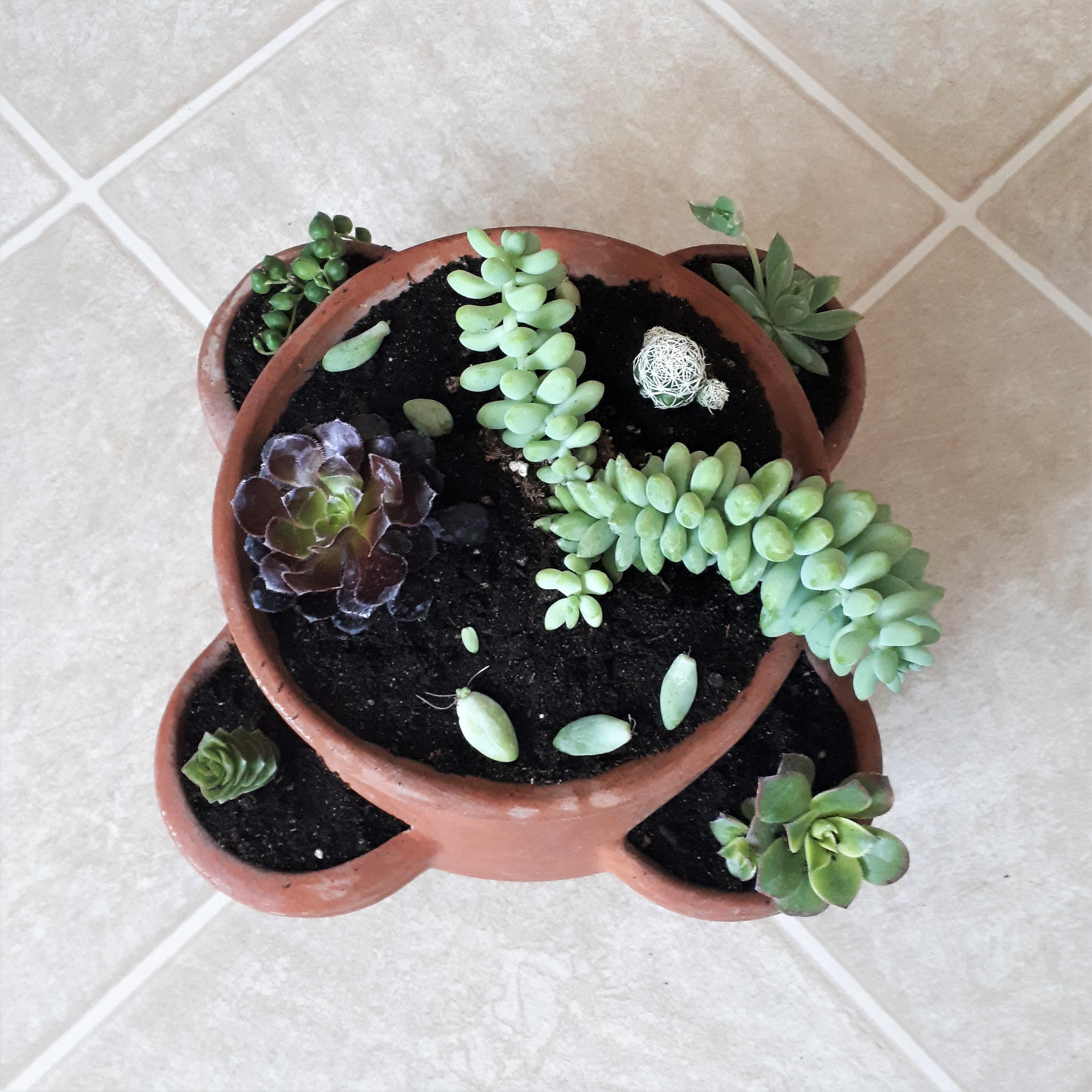 I put together this cute succulent arrangement! r/succulents