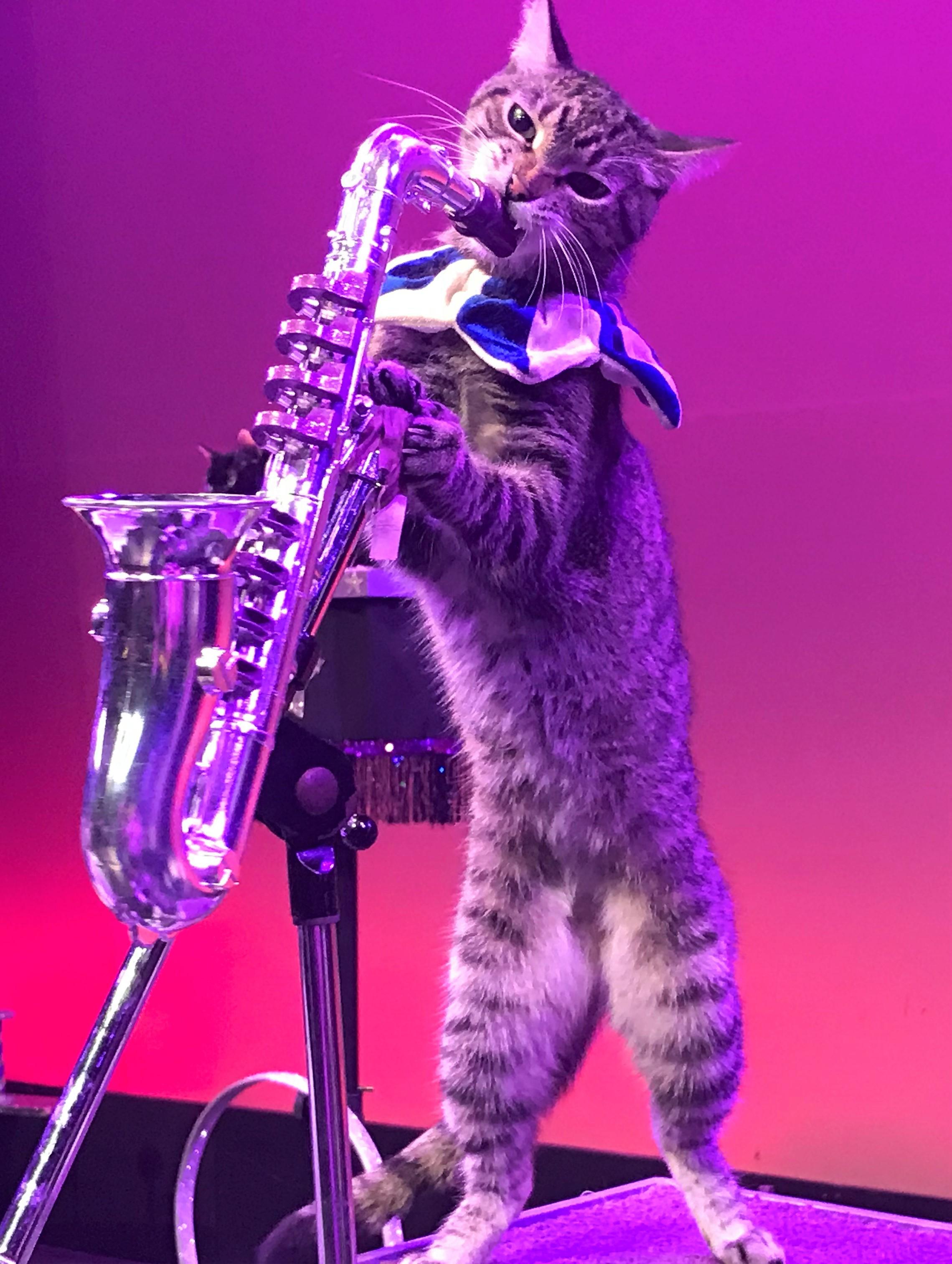 Jazz kitty works long nights for tips r/Catswithjobs