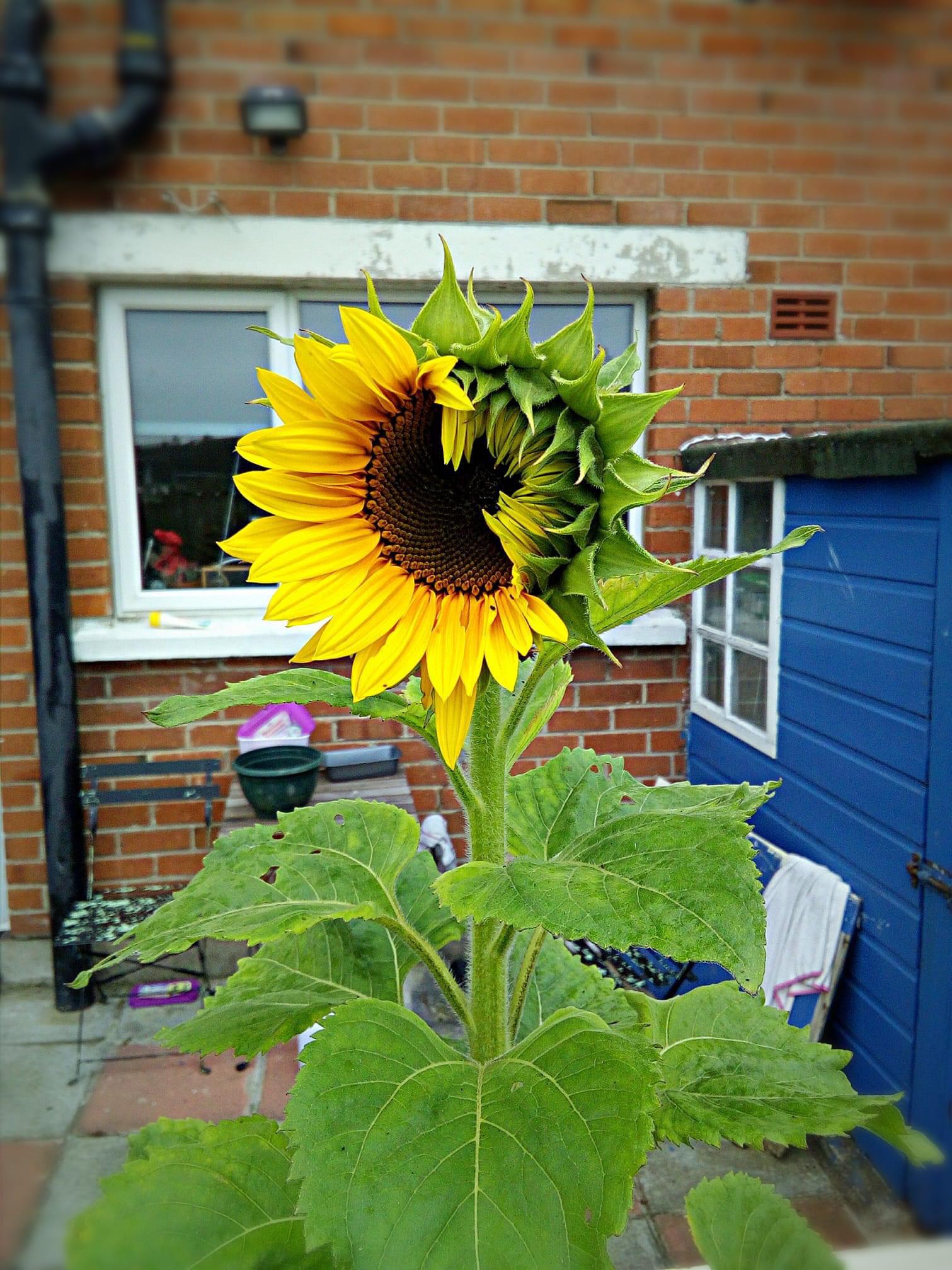 This sunflower that hasn’t quite fully bloomed yet r/mildlyinteresting