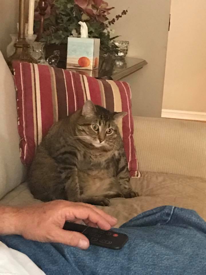 My friend's fat cat funny