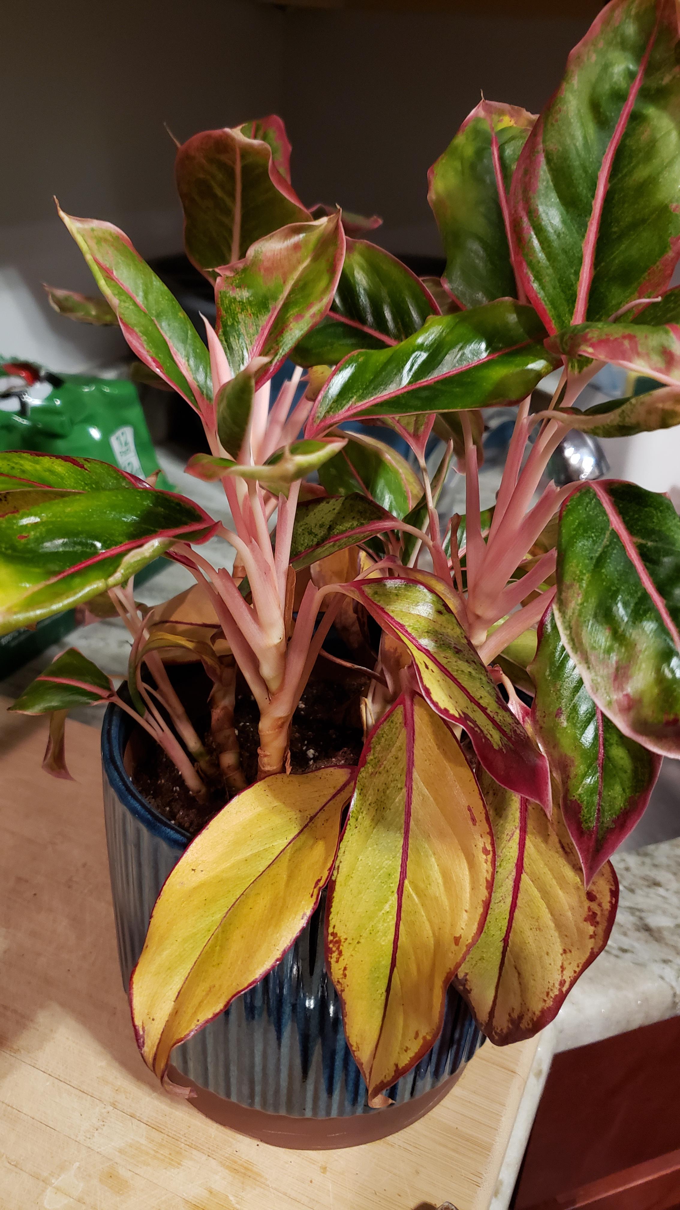 Why is my once vivid pink Chinese evergreen turning yellow and falling