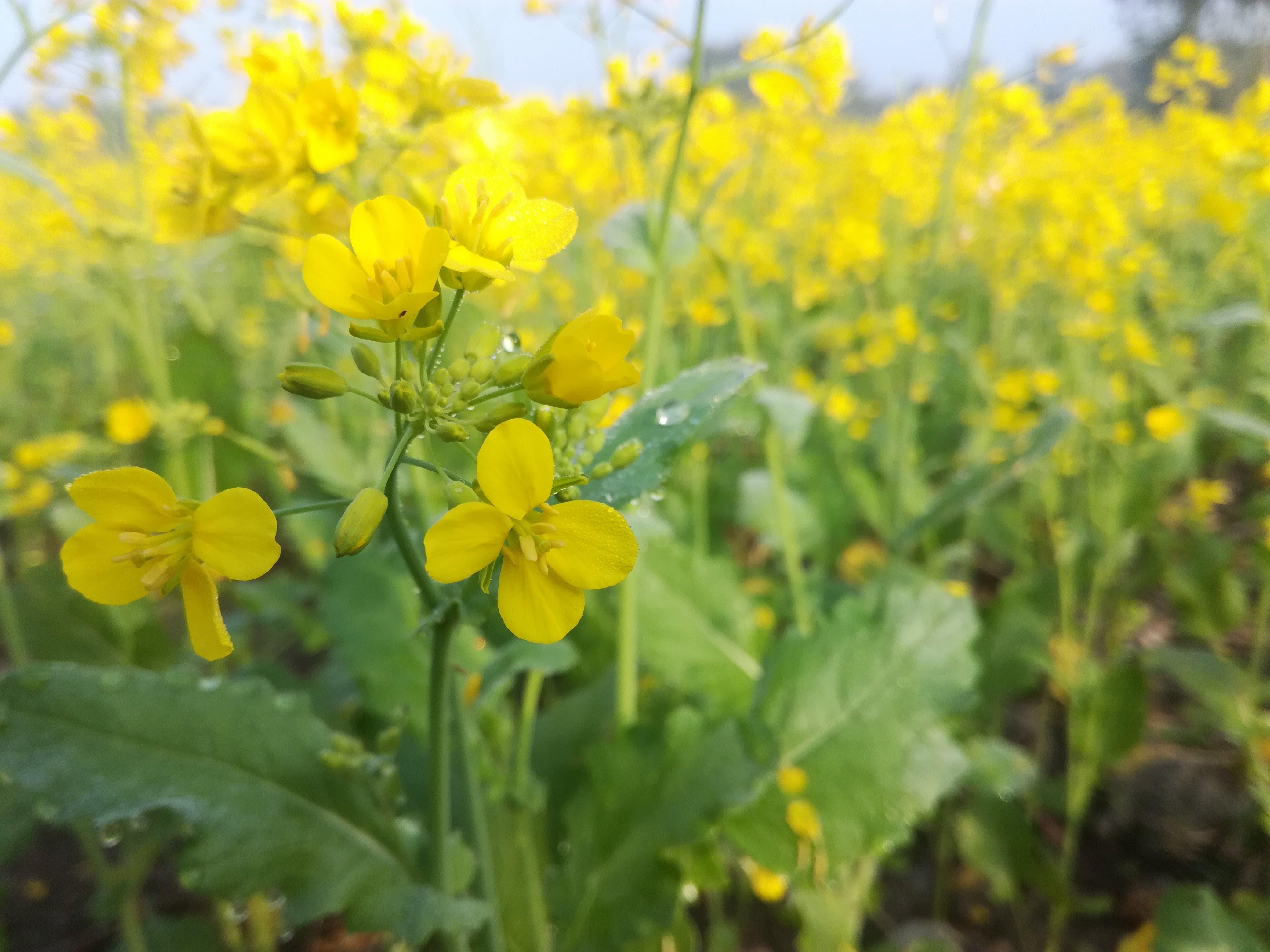 Mustard flower name of this in our country. [OC] [4160x3120] r/flowers
