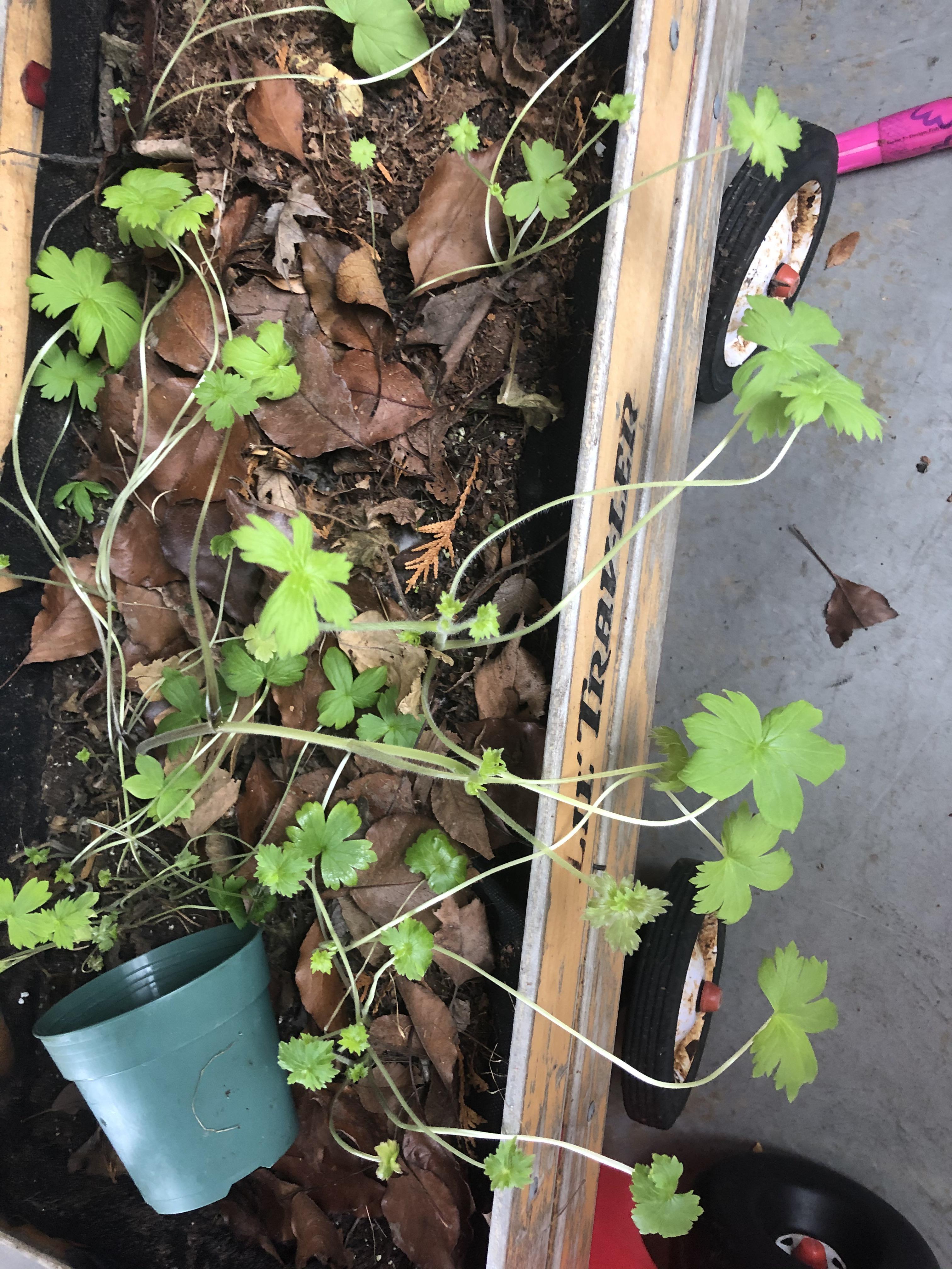 What is this plant deciding to grow in my cold Midwest garage during