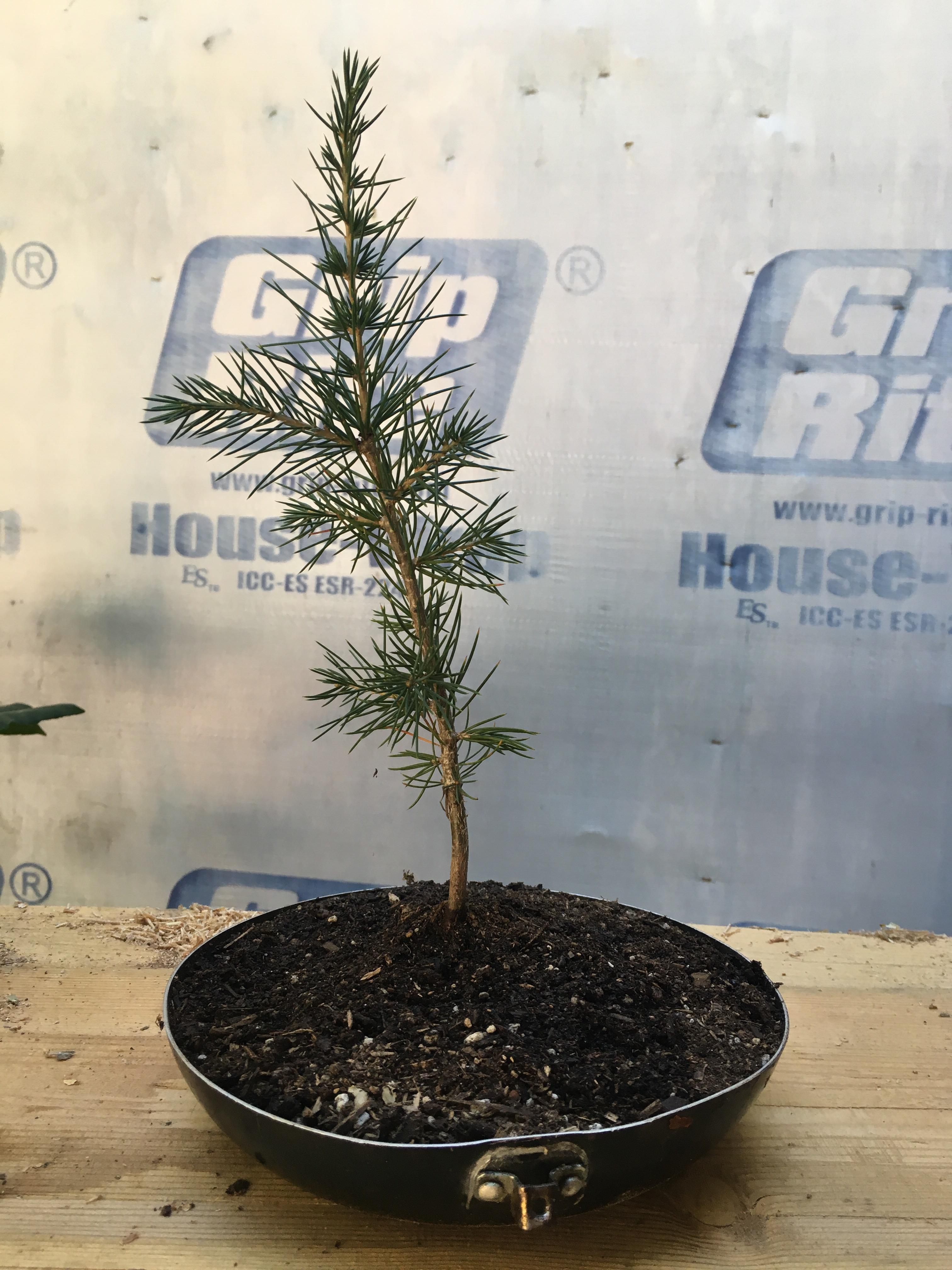 Cedar of Lebanon Bonsai in old cooking pan pot. r/Bonsai