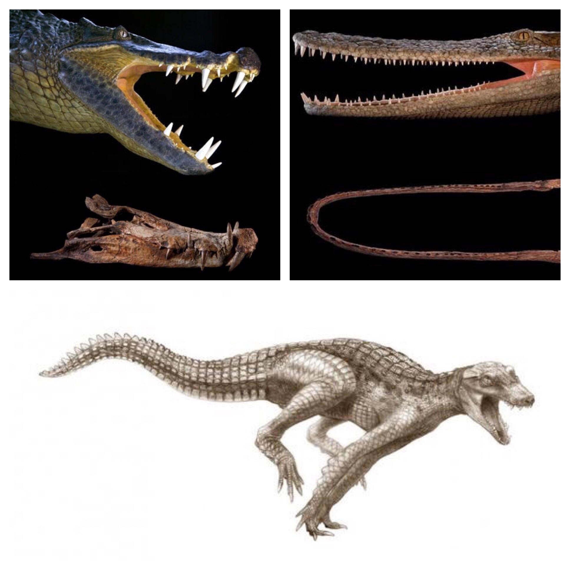 Kaprosuchus saharicus, or “Galloping Crocodiles” dominated much of the