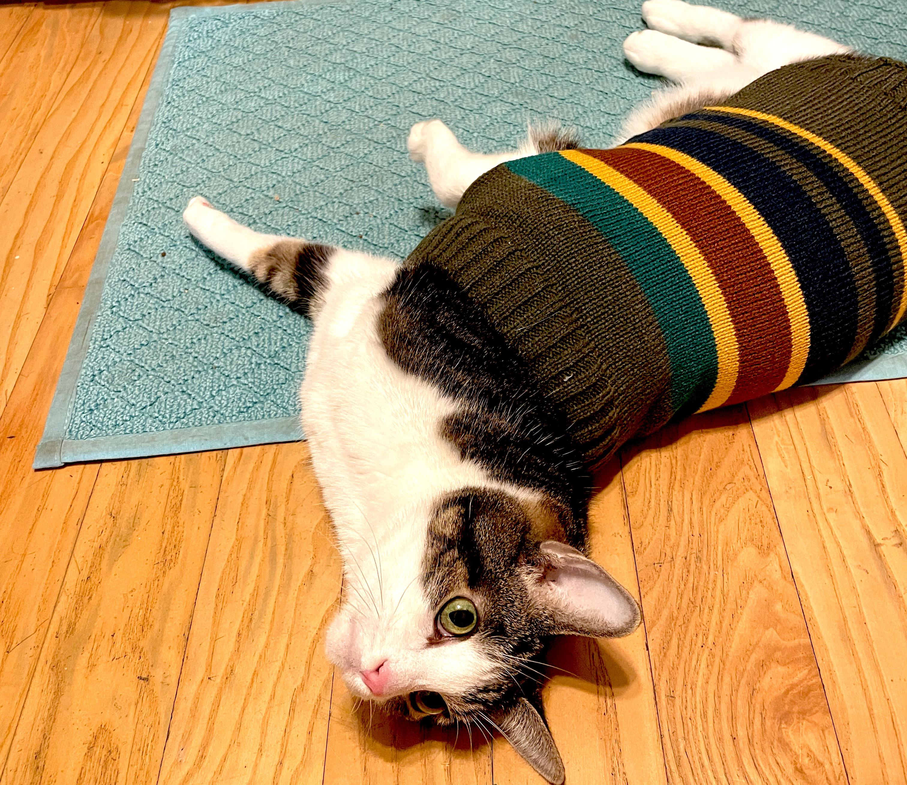 Edward looks handsome in his Aldi dog sweater r/aldi