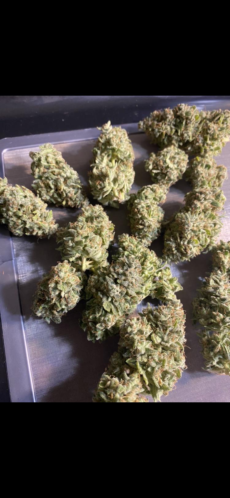 Home freeze dryer vs pharmaceutical freeze dryer? BubbleHash