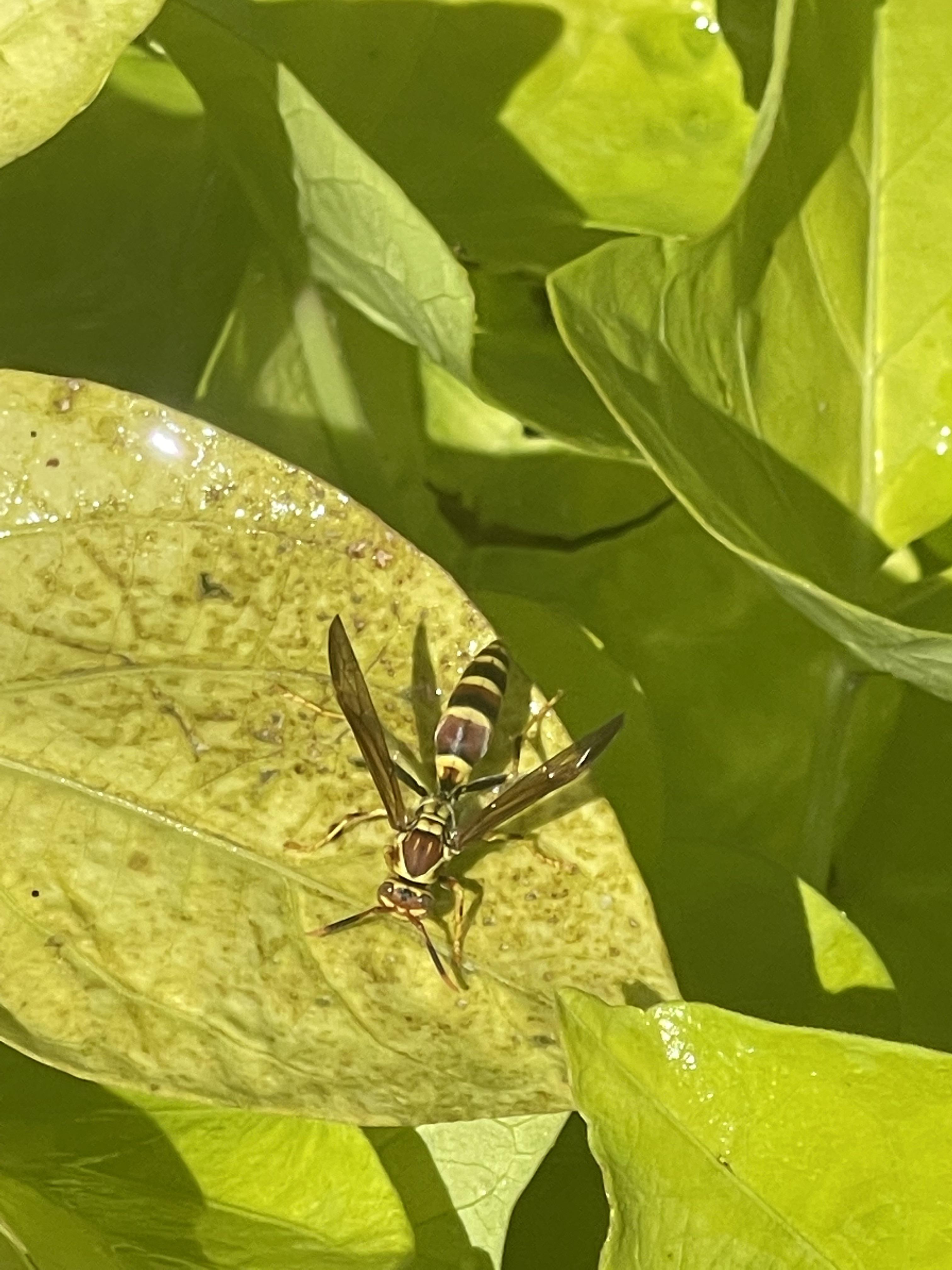 Yellow jacket? Hims was thirsty. It’s been hot in Oklahoma. r/Entomology