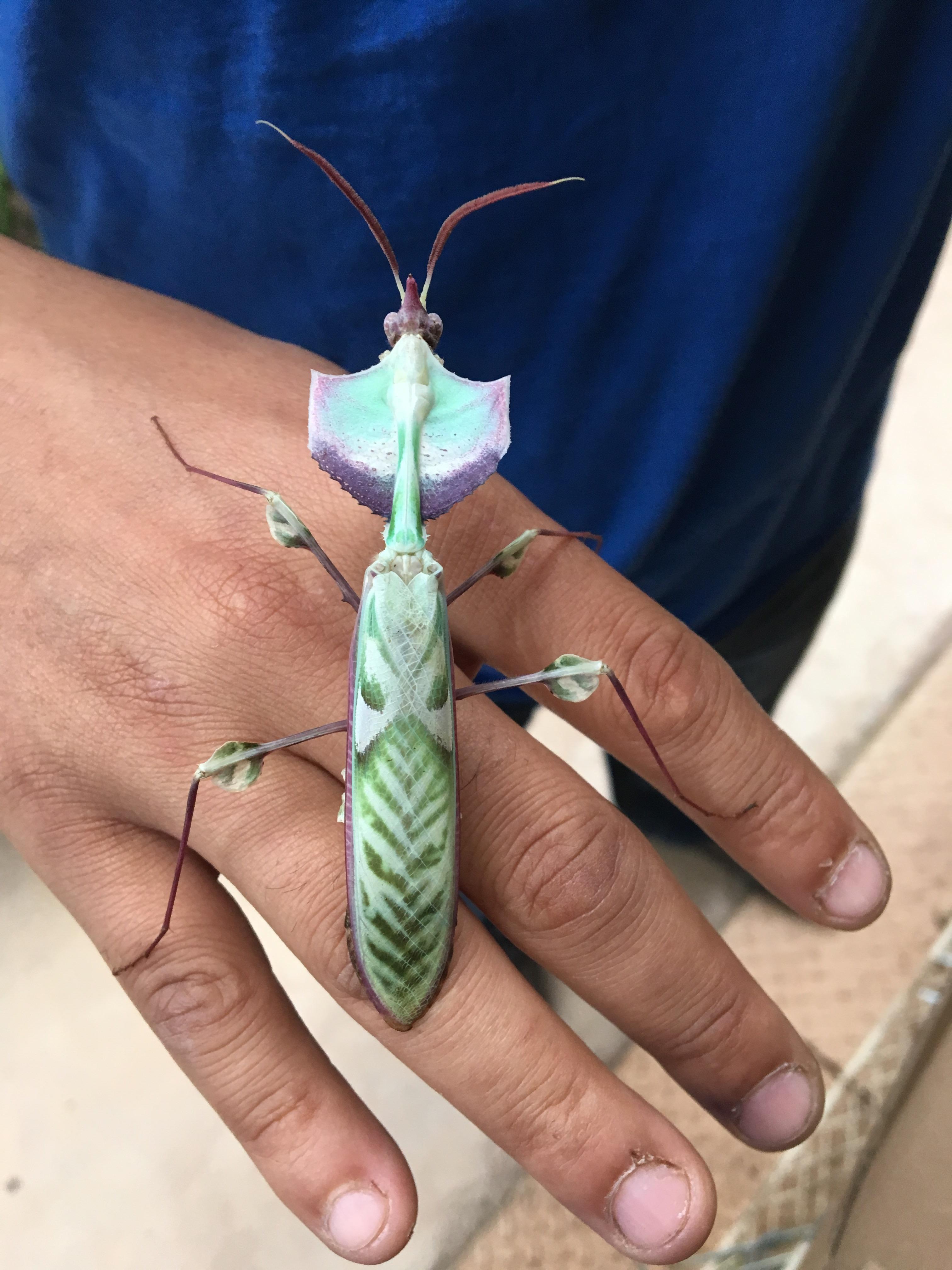 Exotic praying mantis! ID help! insects