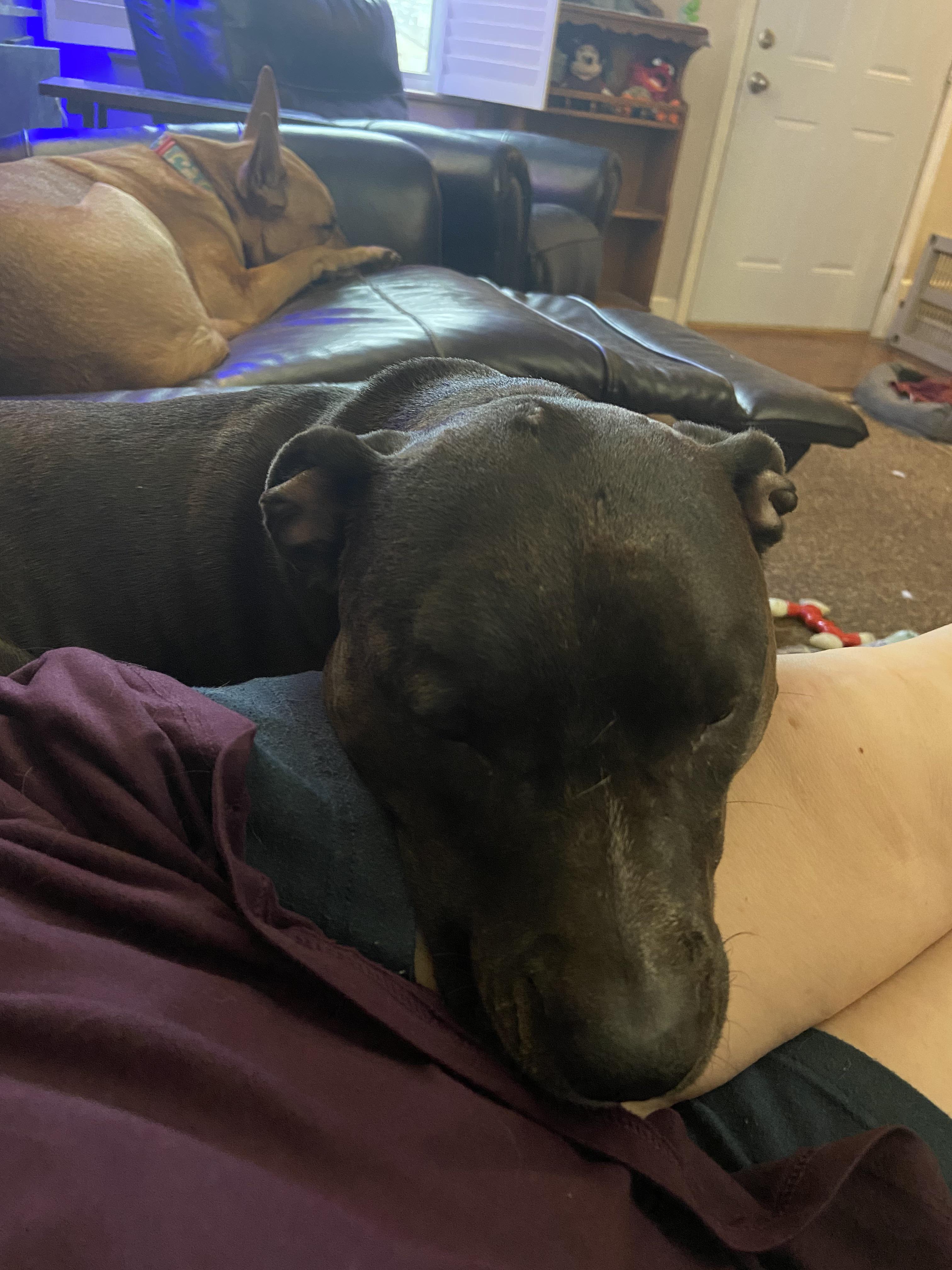 She literally sleeps all night under my covers, as close as she can get to me. When we get up