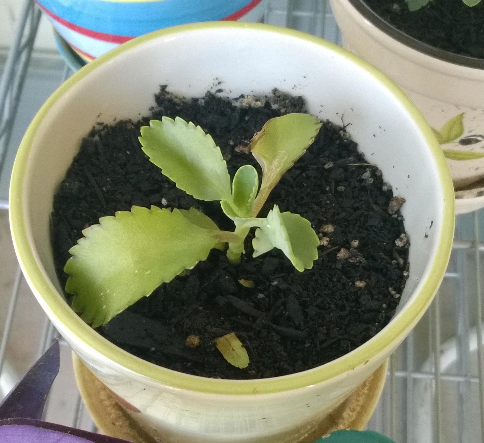 Outdoor potted plant in San Antonio, Texas Waxy r/whatsthisplant