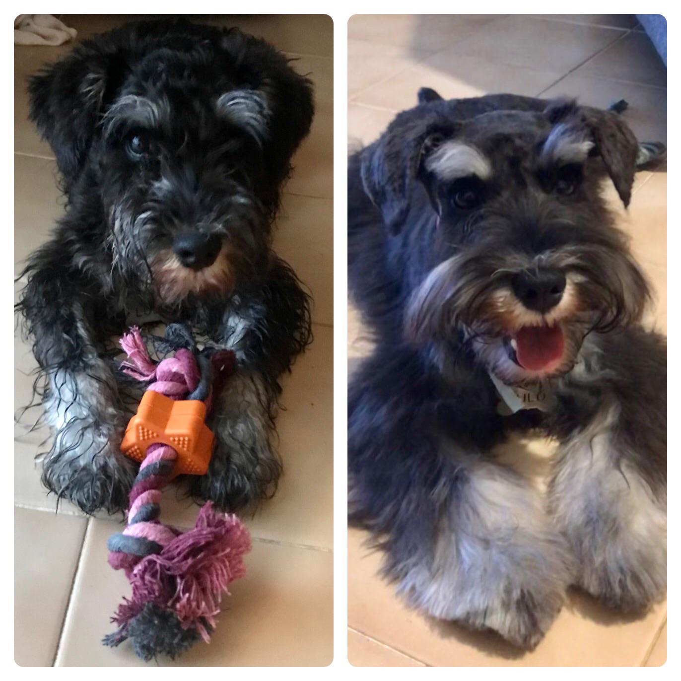 Before and after Lulos first grooming and second bath (not counting the