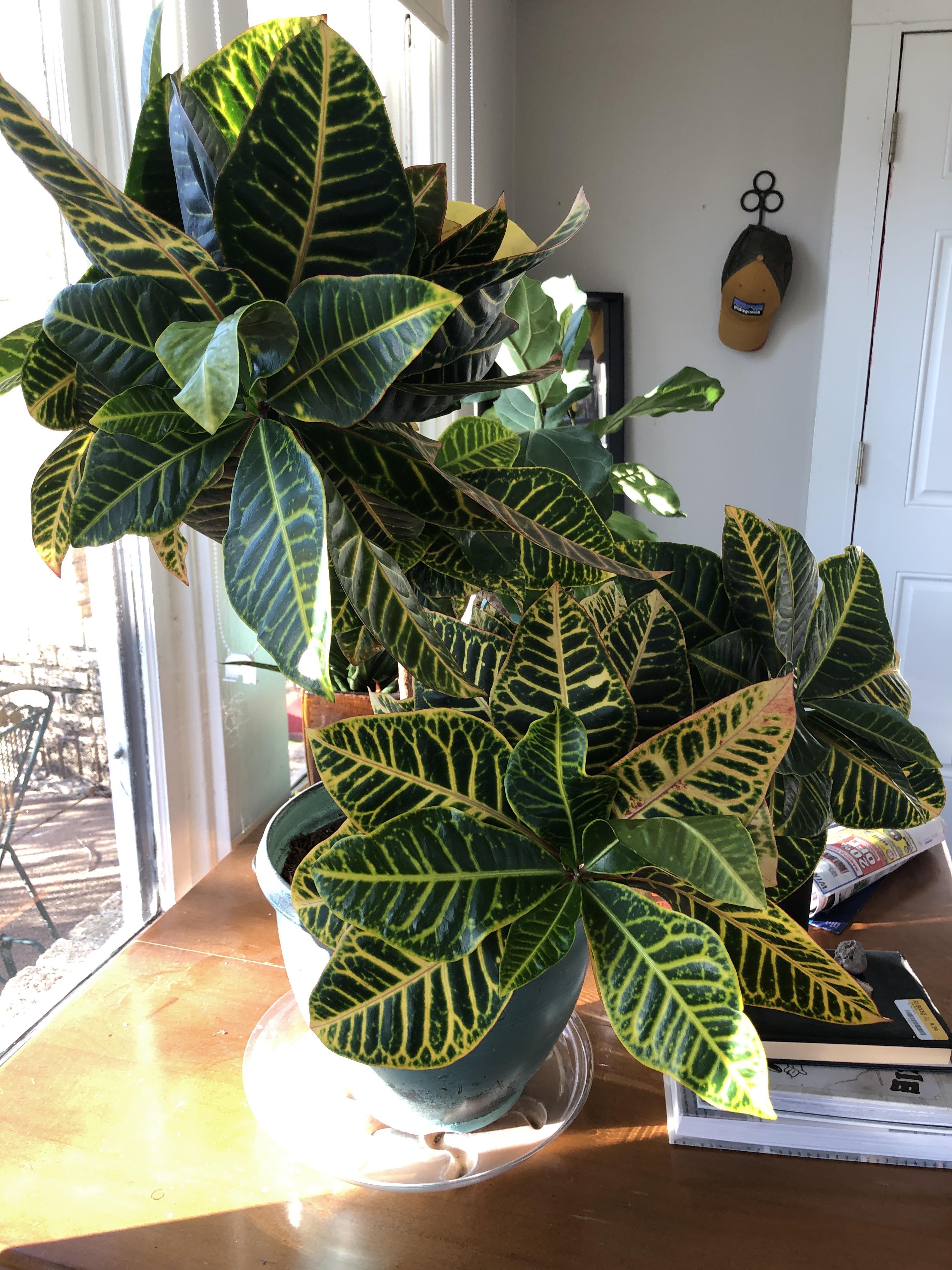 A few leaves on my croton are droopy. I noticed about a week ago, they