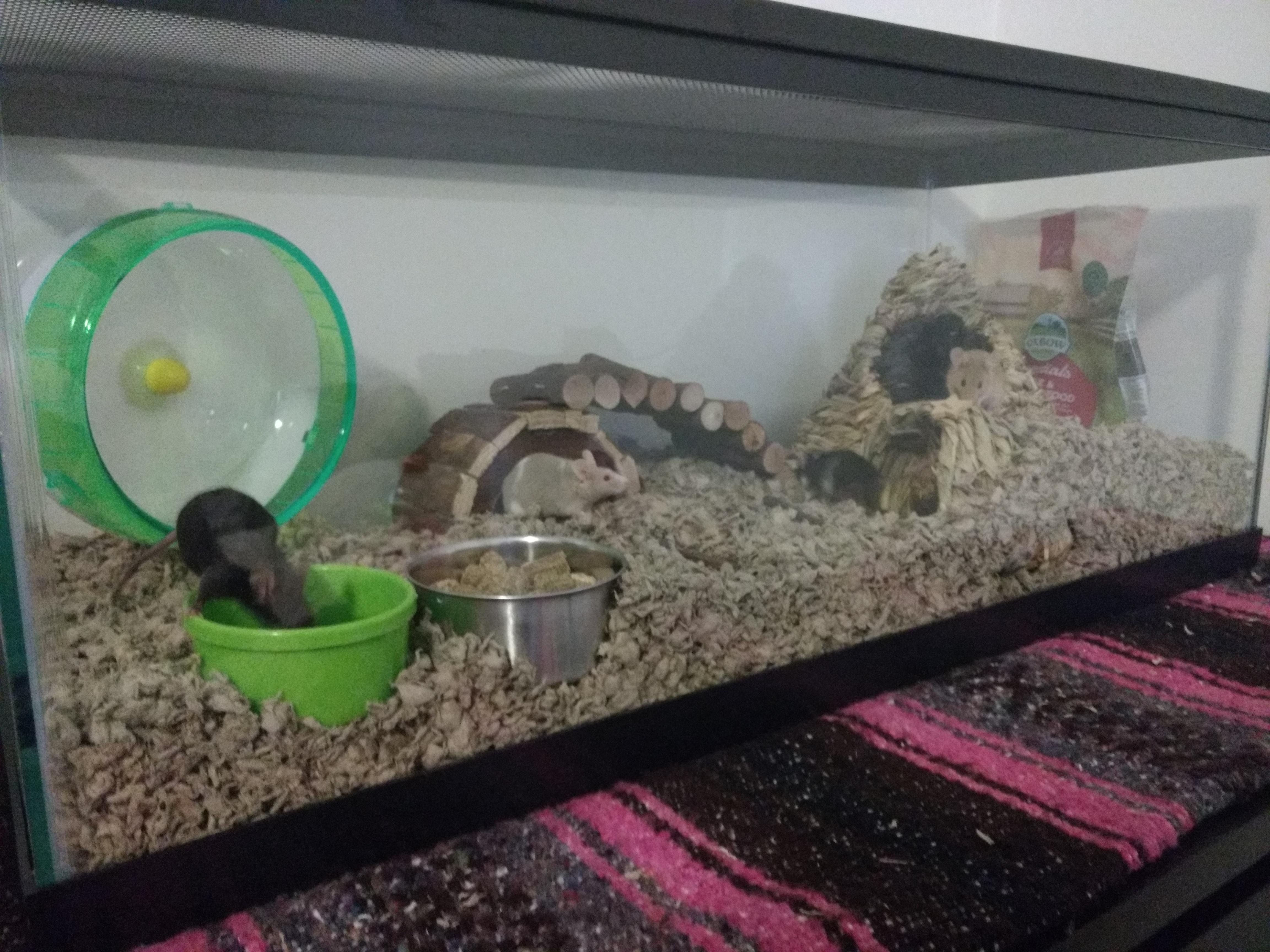 Thoughts on our new mouse house? We're still pretty new to owning mice