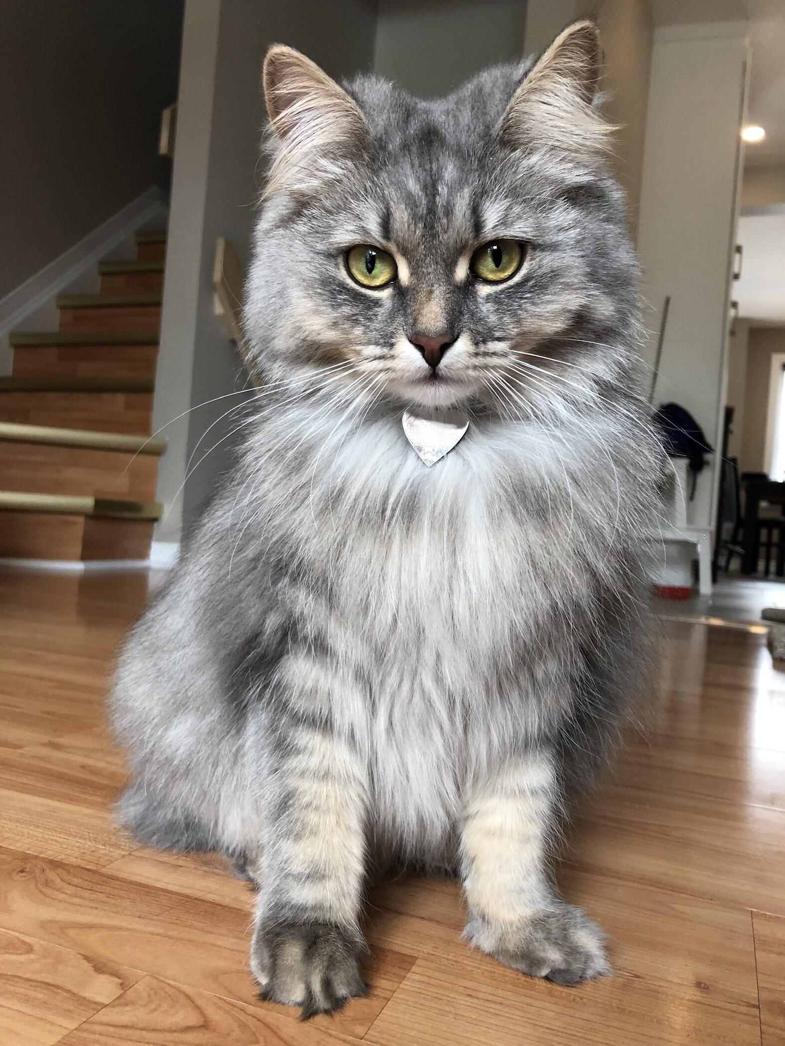 Silver tabby Siberians are under the proper lighting r