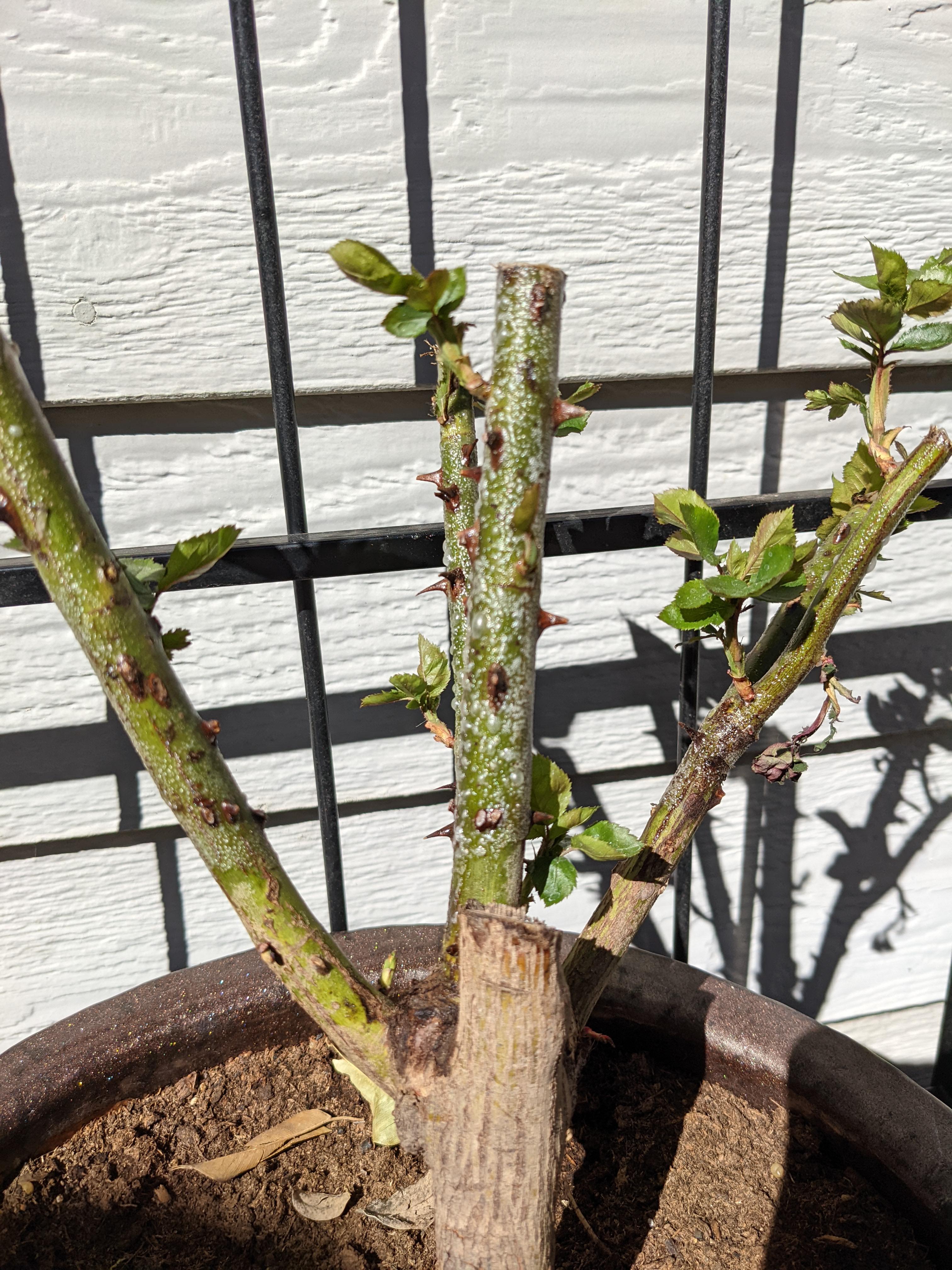 What is this bubbling on my rose? I scraped some off, and it's tacky