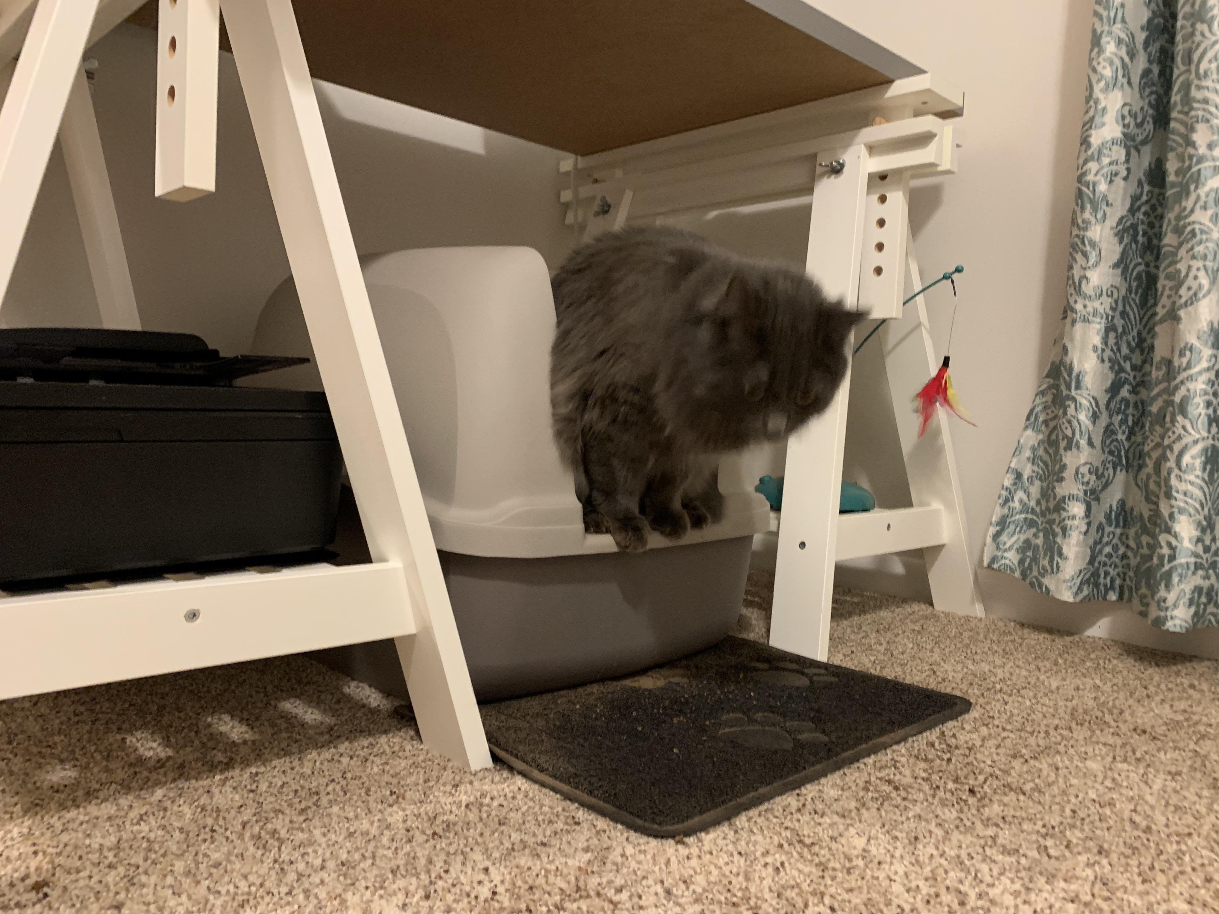 She doesn’t like litter in her peets. r/nebelung