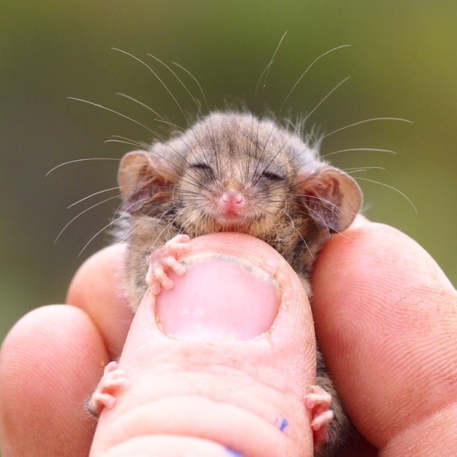 This cute little bugger is a pygmy possum. They were thought to be