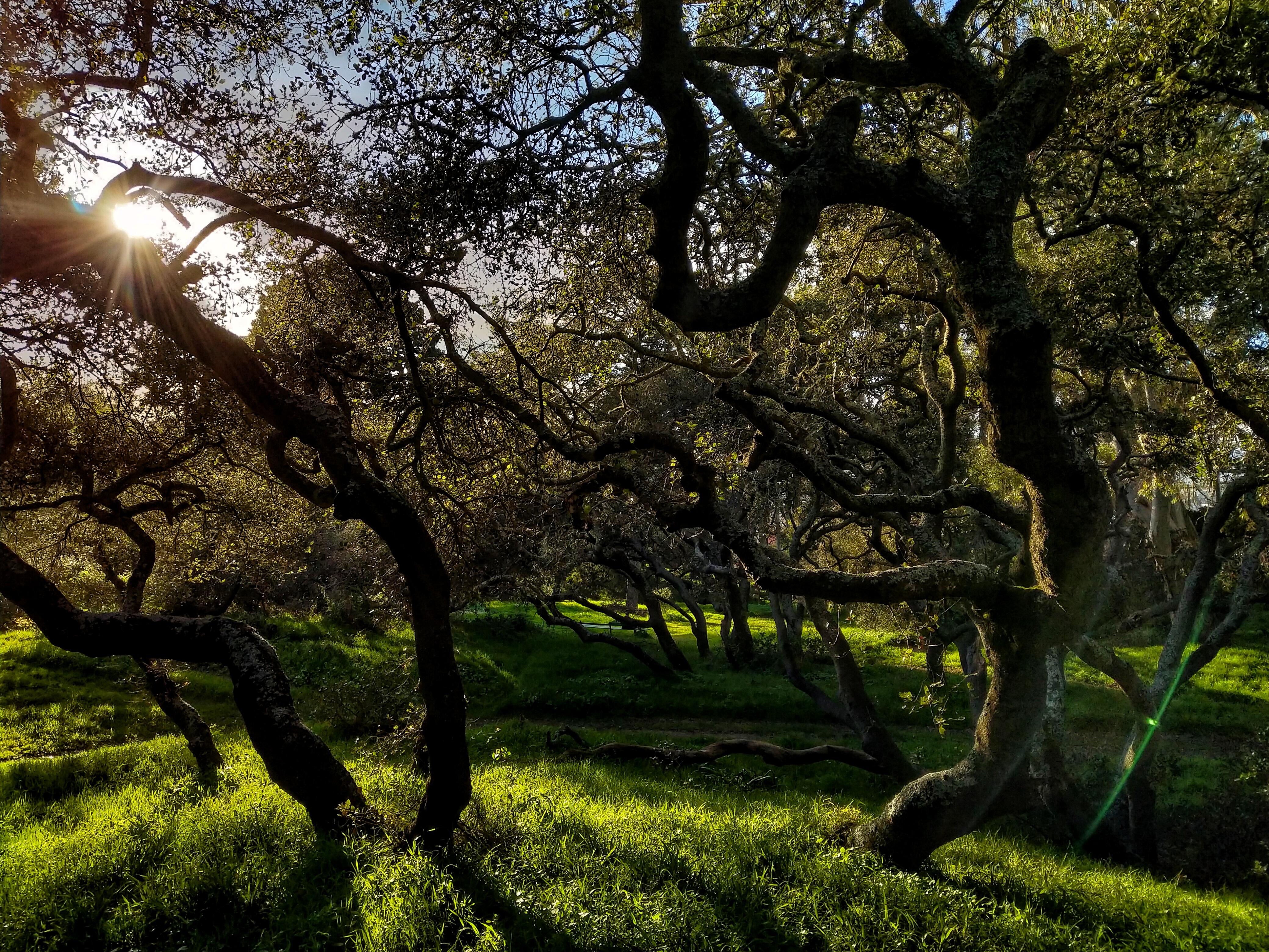 The twisted trees of Golden Gate Park ) r/sanfrancisco