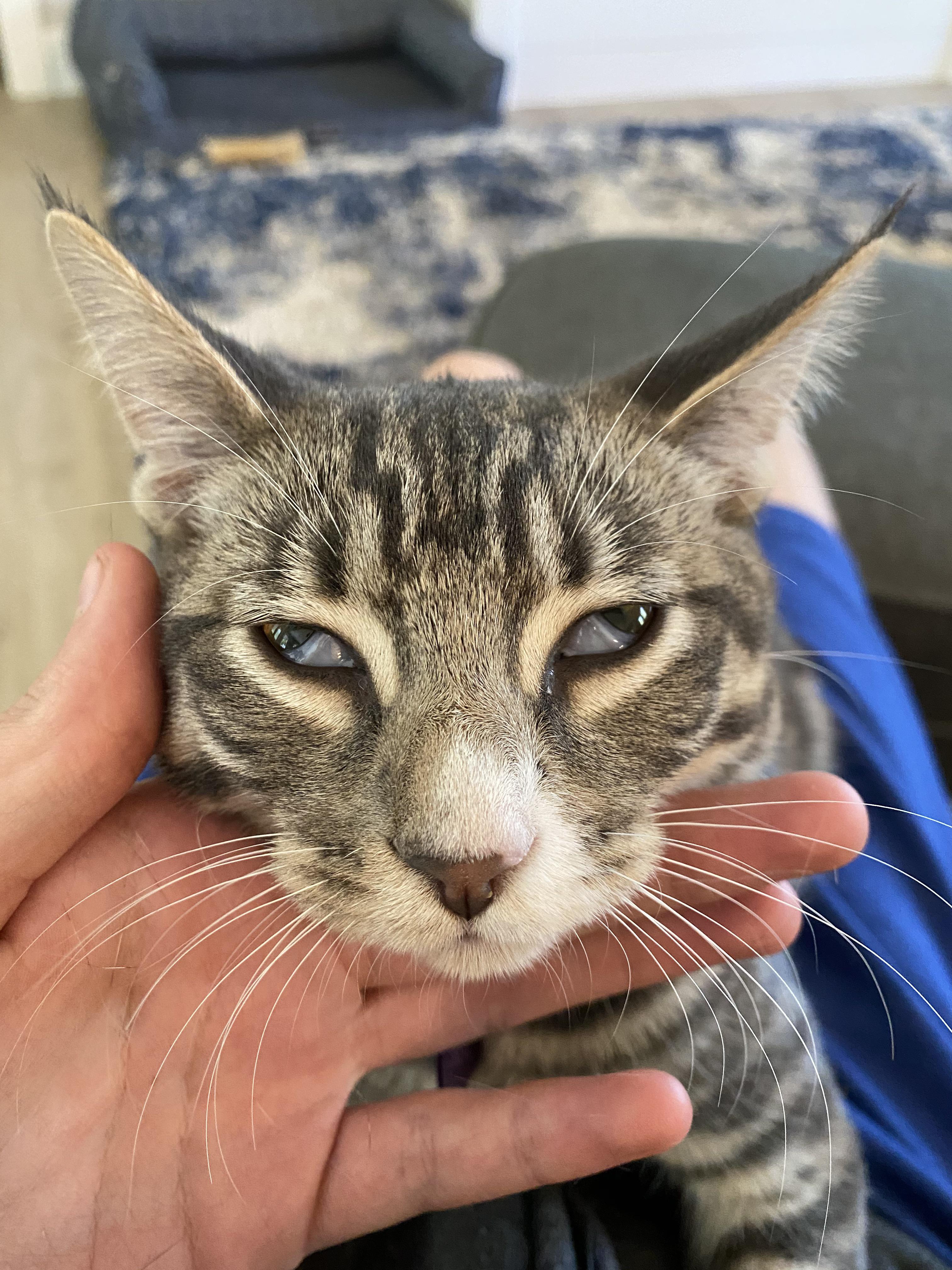 What's going on with my cat? She's really tired and her eyes look like