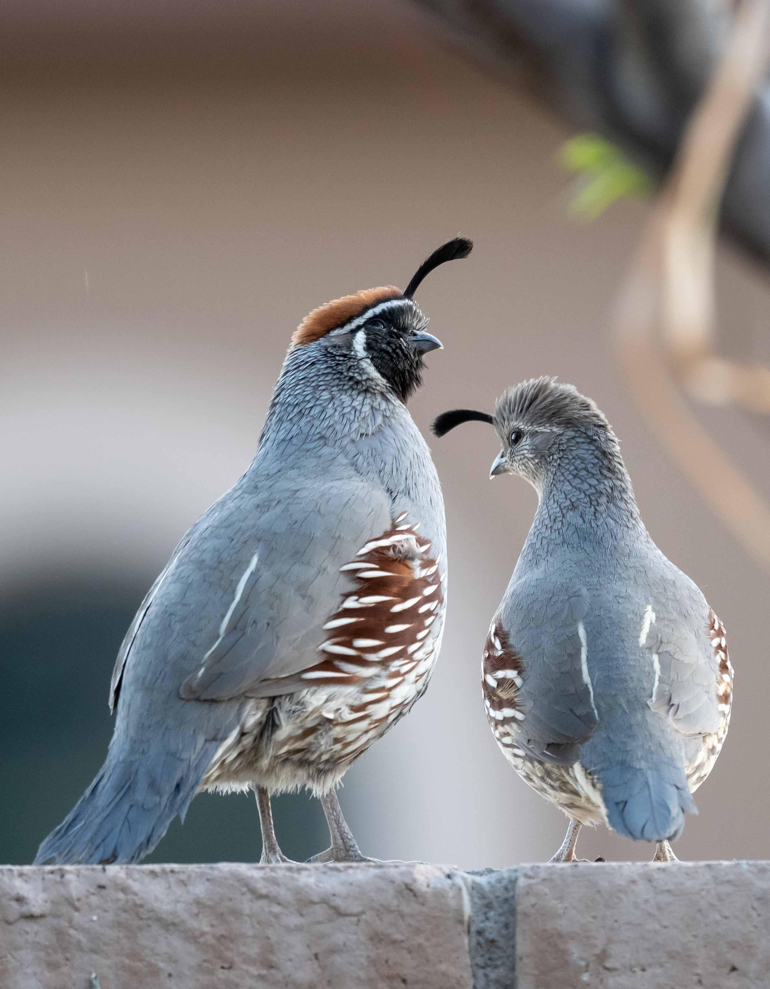 Cute Gambel's quail in the backyard, Las Vegas r/wildlifephotography