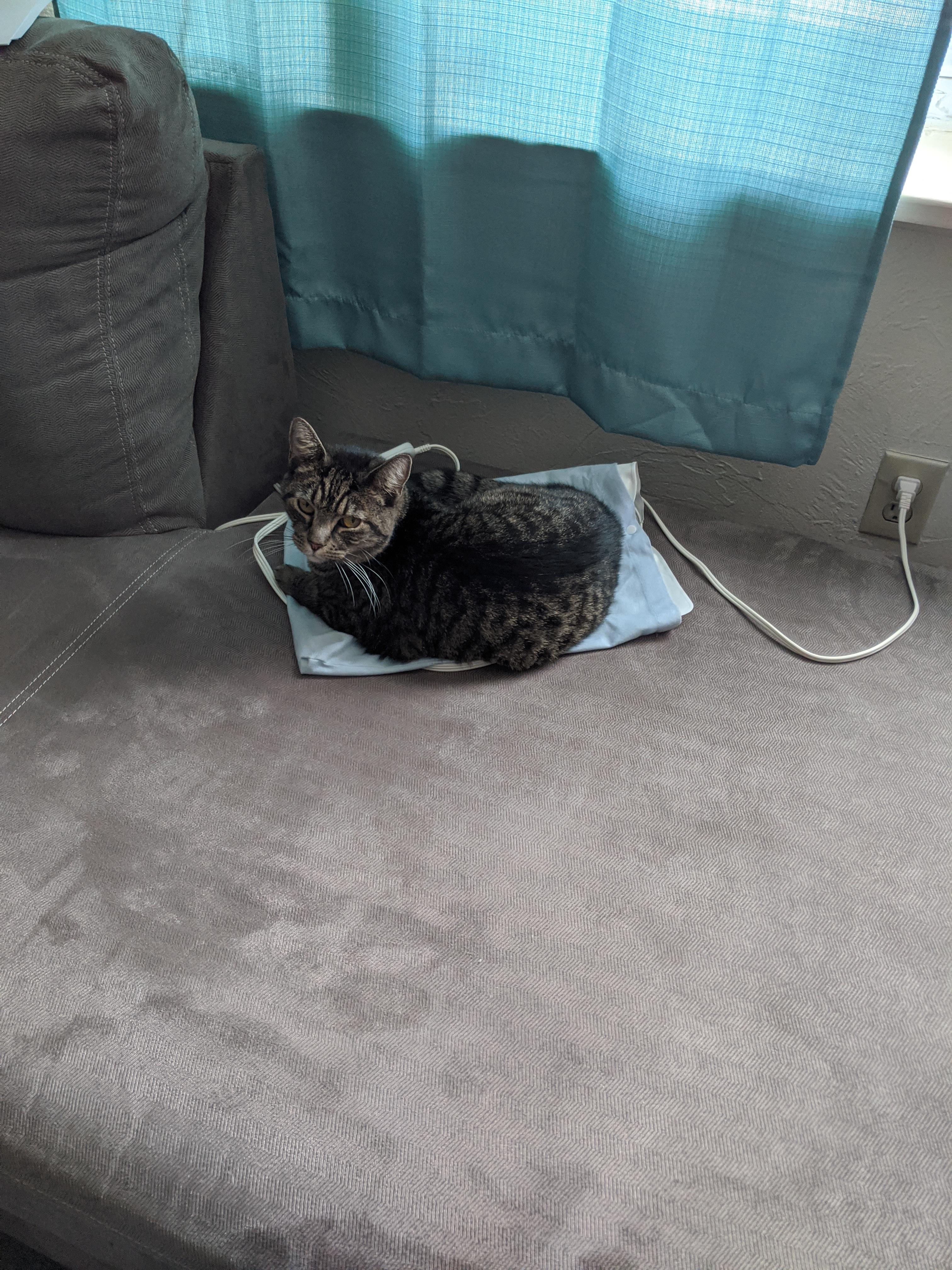 She decided the electric heating pad was the comfiest spot was even