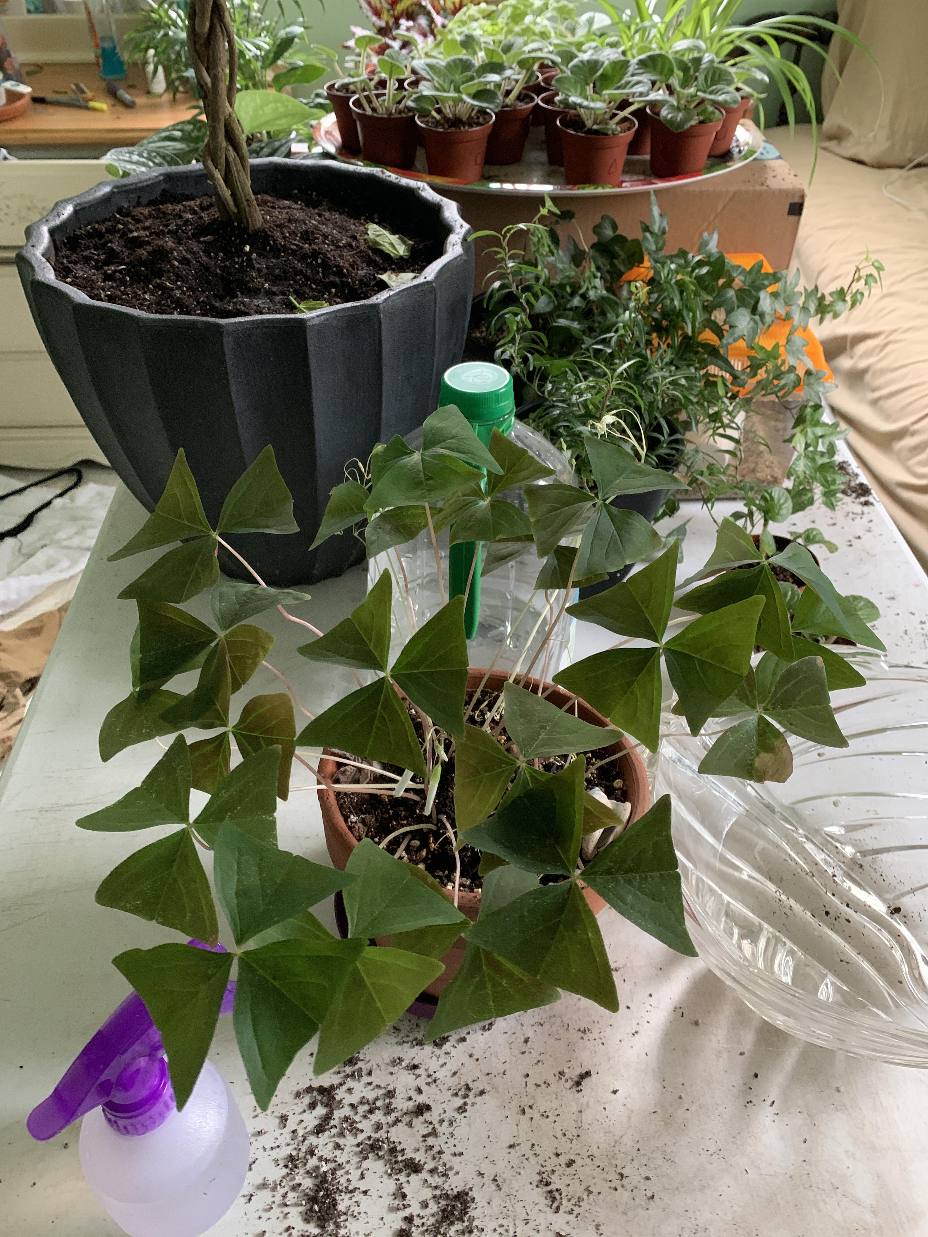 My shamrock plant just got through producing six flower stocks and ten