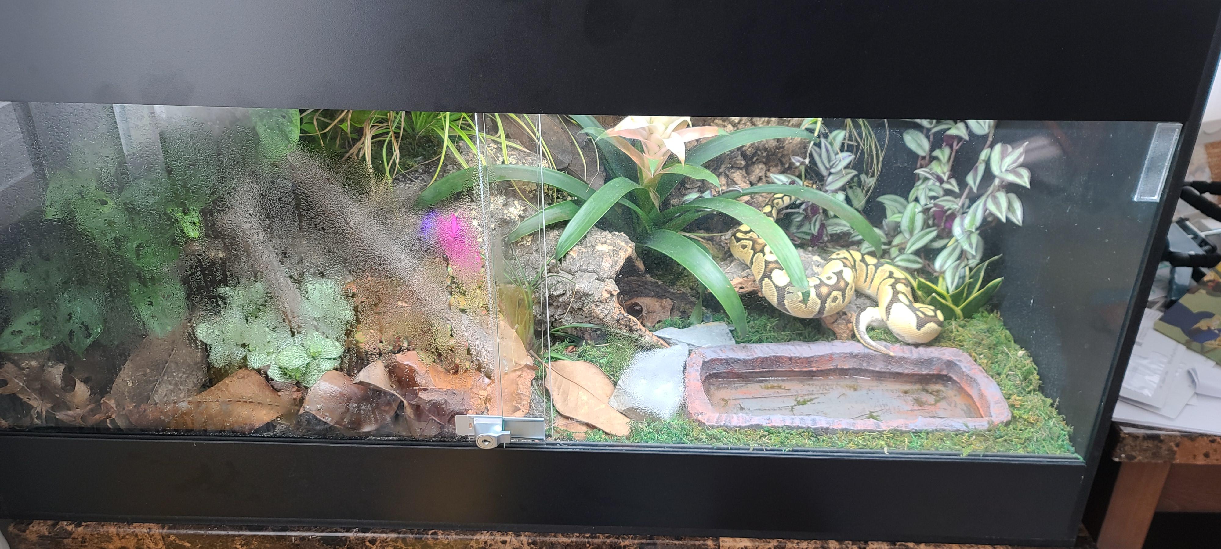 [general] Possibility of growing anything in my bioactive terrarium r