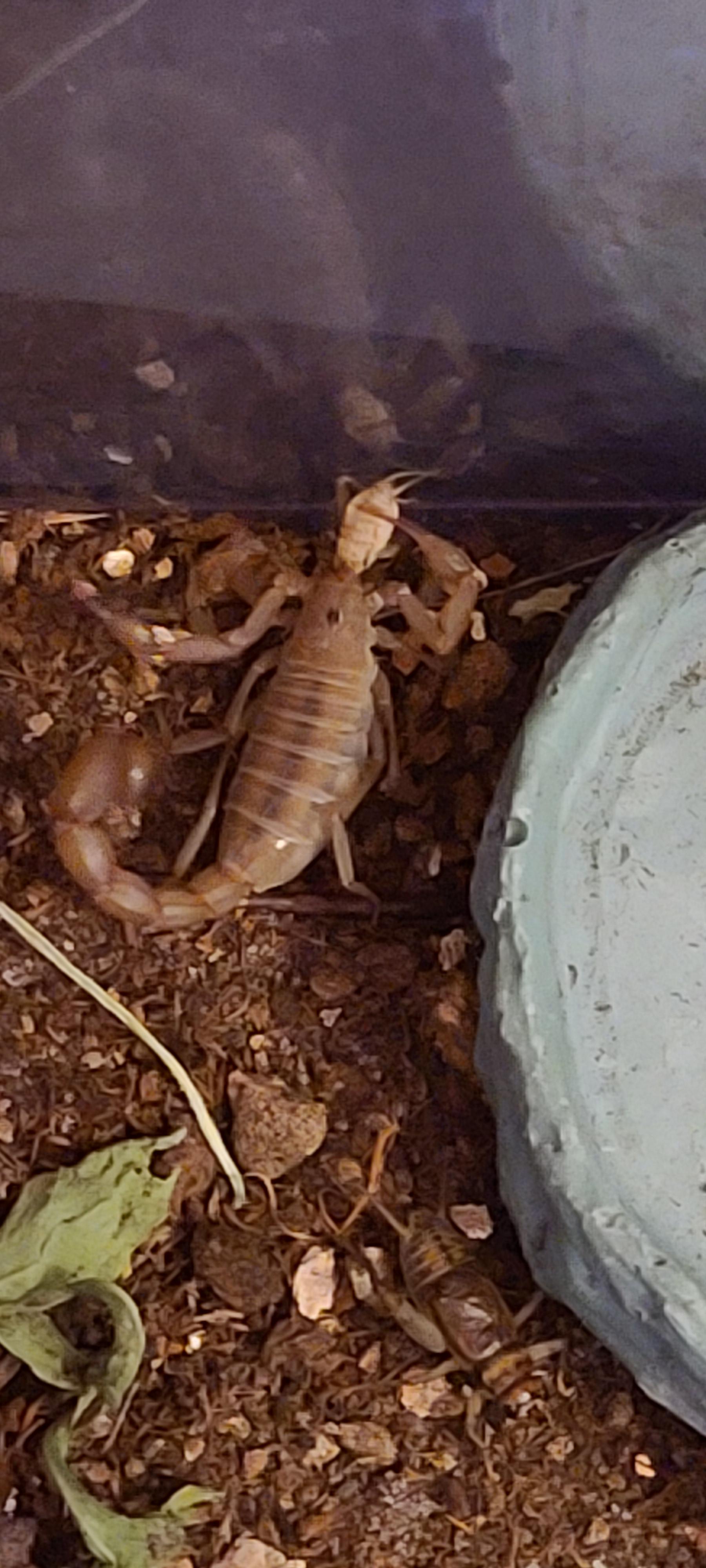 Will the crickets in my Scorpions tank bite him? I have two adult male