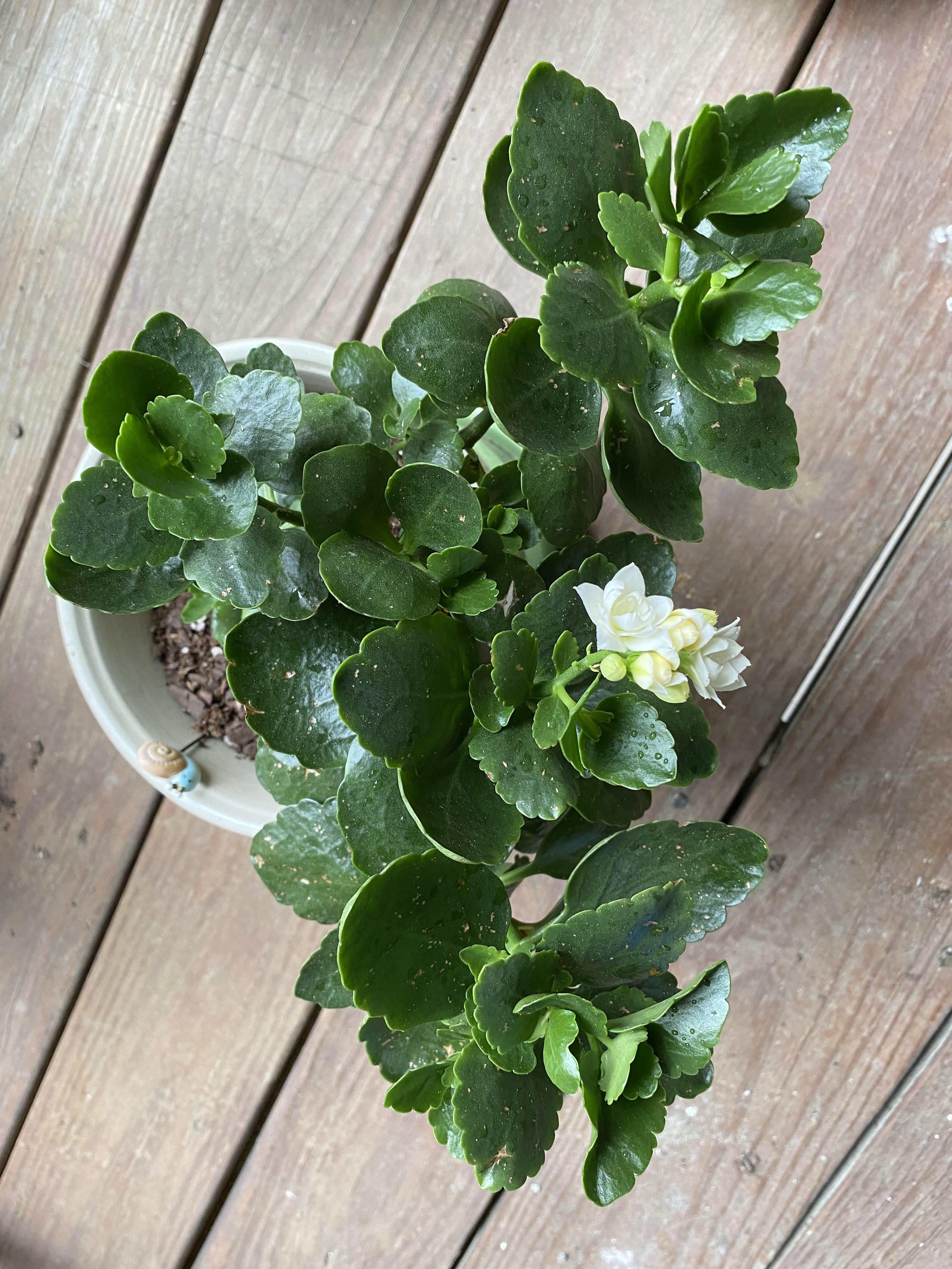 My kalanchoes are starting to flower r/succulents
