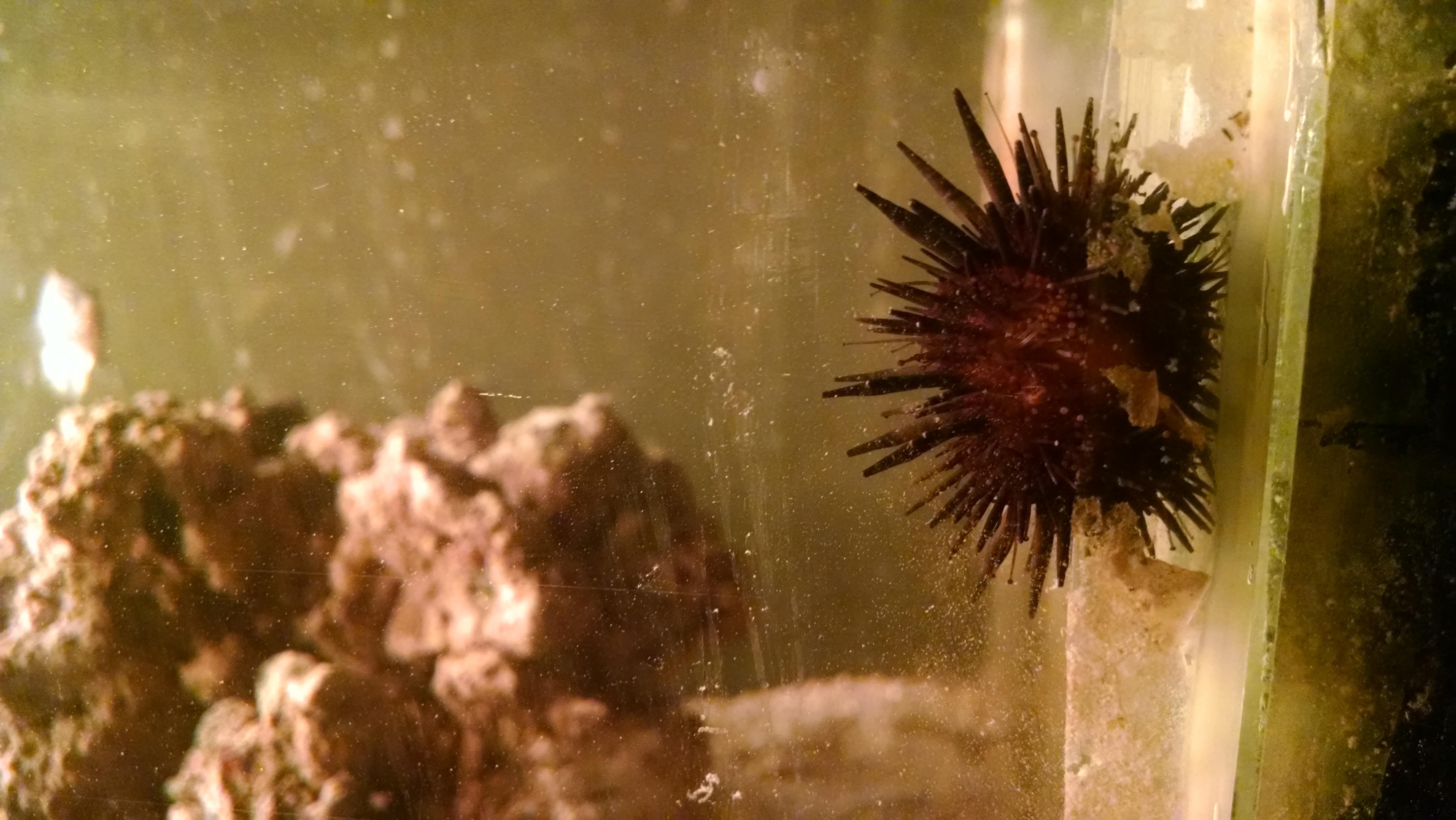 Loving my new shortspine urchin for algae control. Bonus jealous
