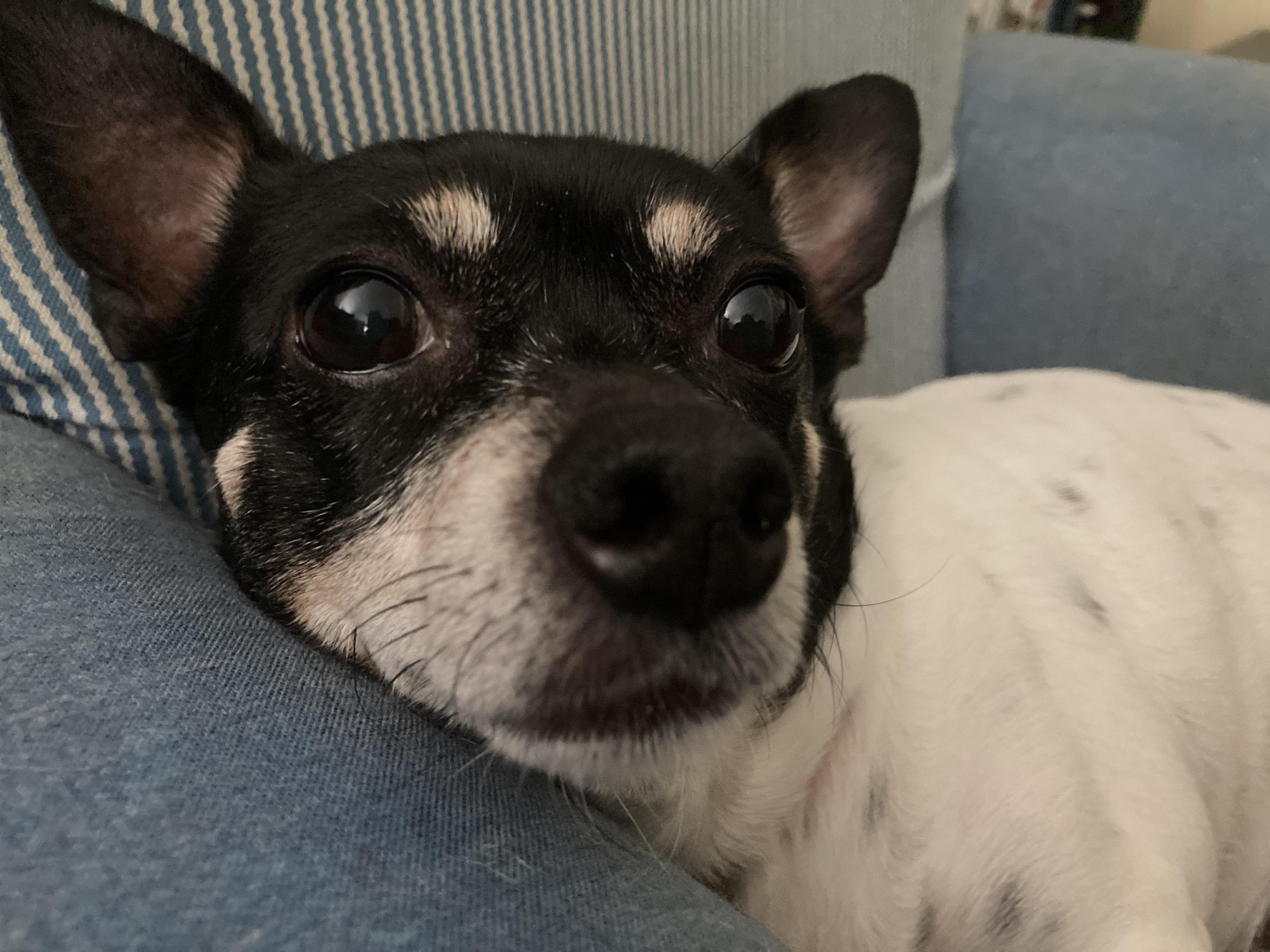 This is Penny. She would love it if you named your own pets and didn’t outsource the job to