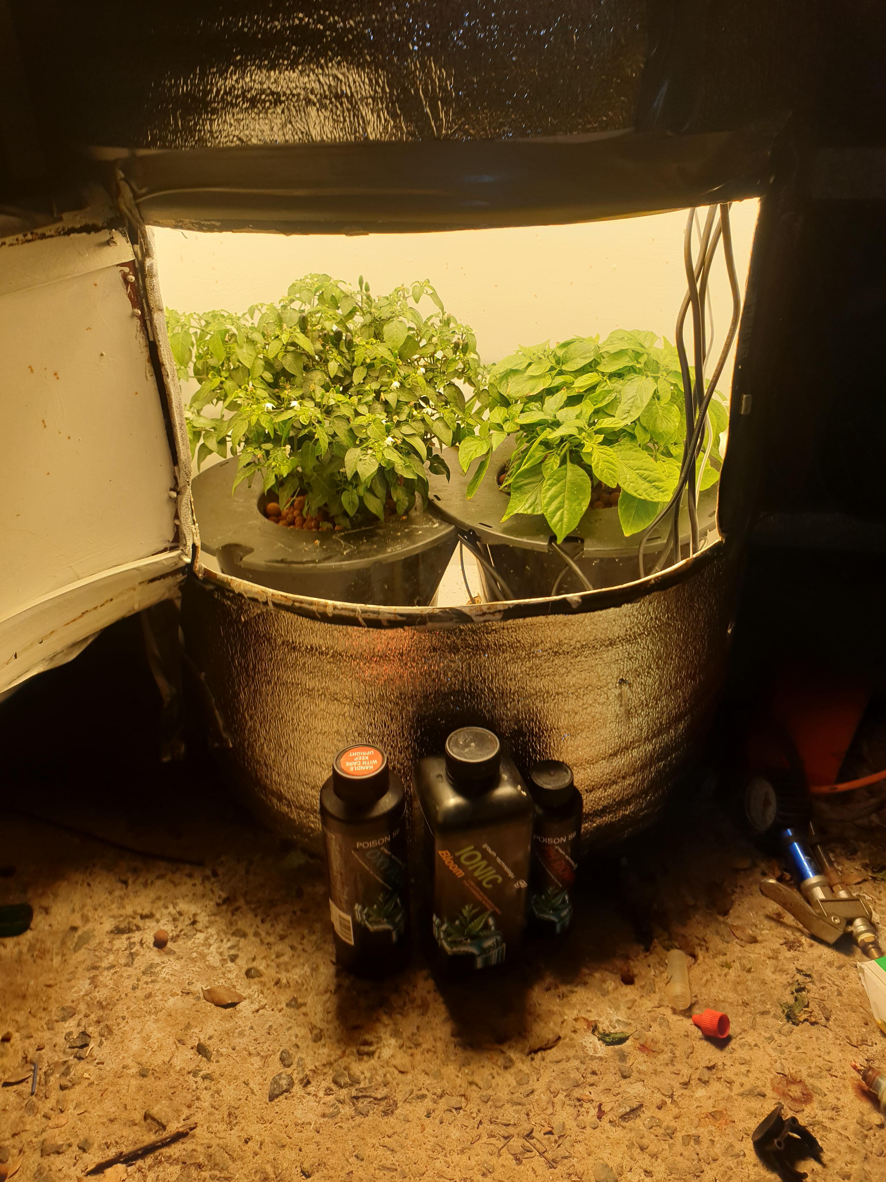 DWC Space Barrel grow well under way, details in comments r/SpaceBuckets