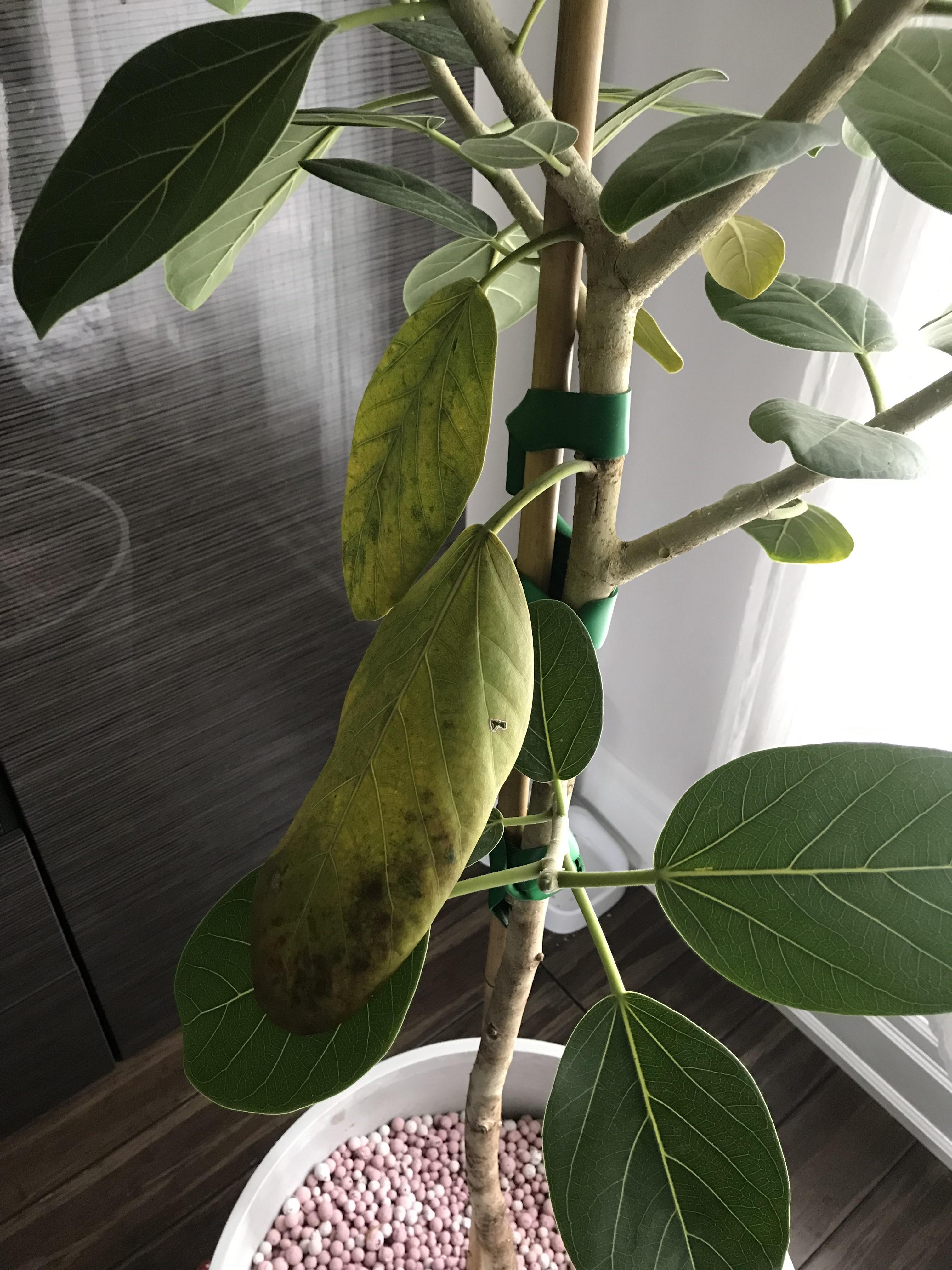 Help! Yellowing leaves on my Ficus Audrey 2 weeks after buying and re