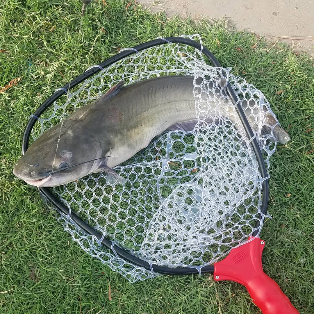 Morning channel catfish from a local park lake r/catfishing